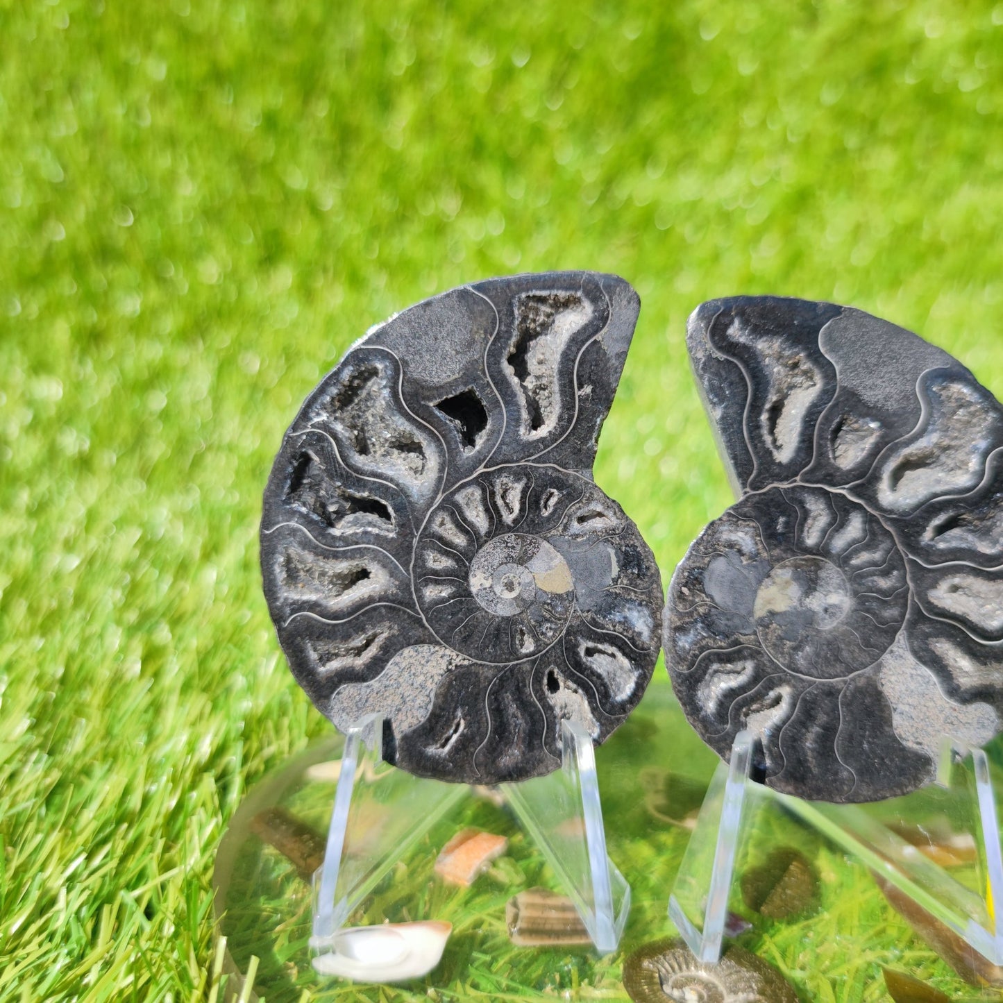Madagascar ammonite fossil - North Yorkshire Fossils
