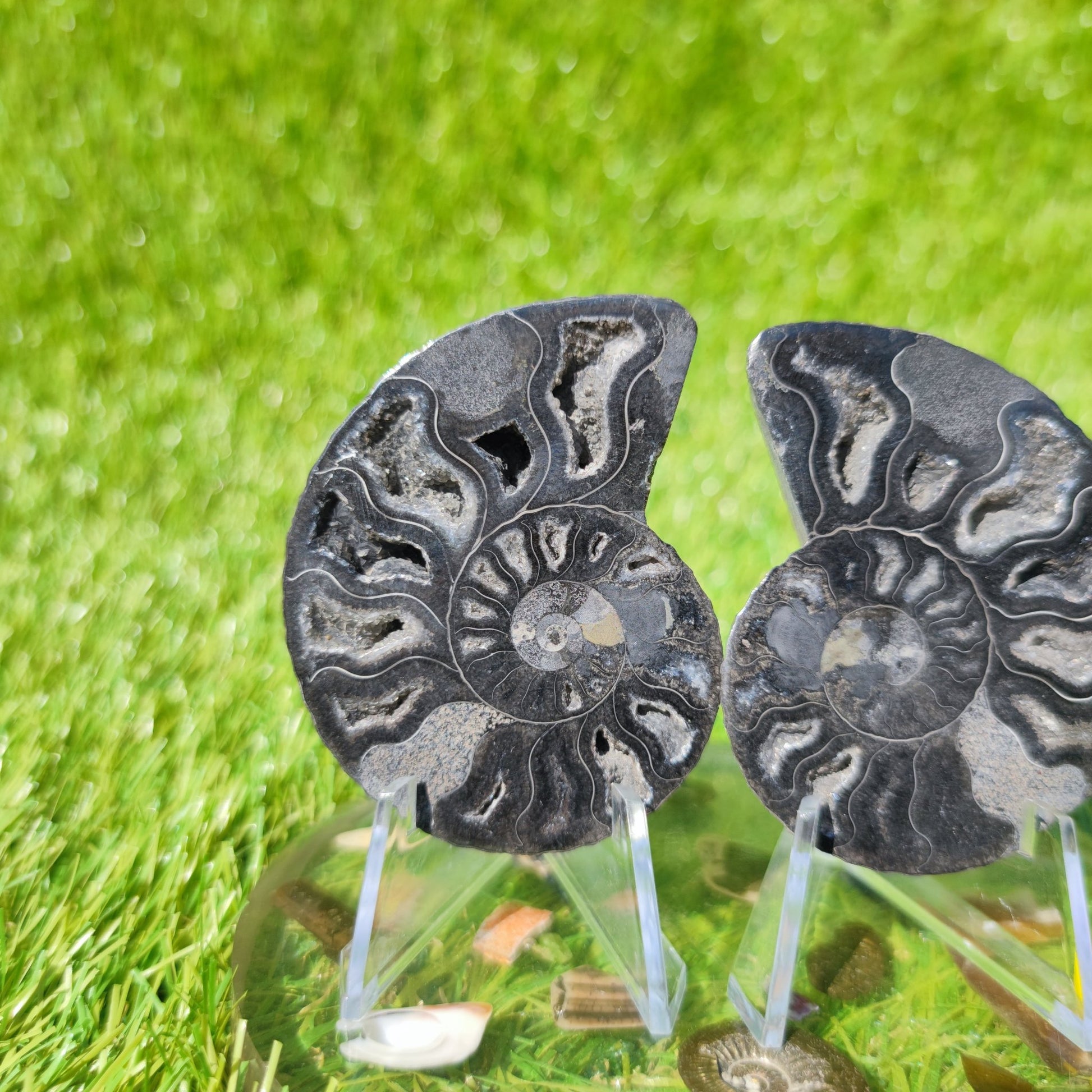 Madagascar ammonite fossil - North Yorkshire Fossils