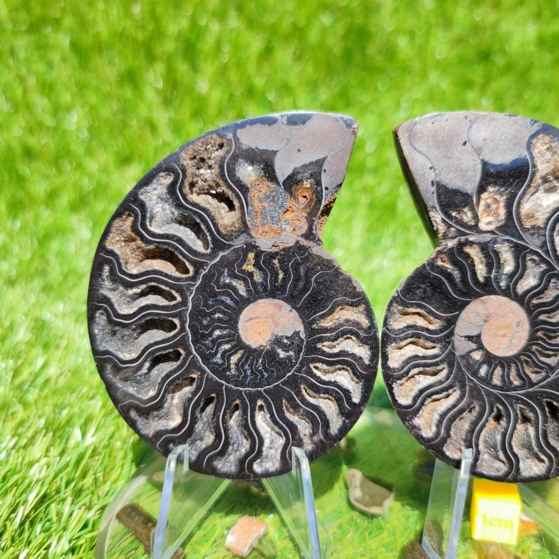 Madagascar ammonite fossil - North Yorkshire Fossils