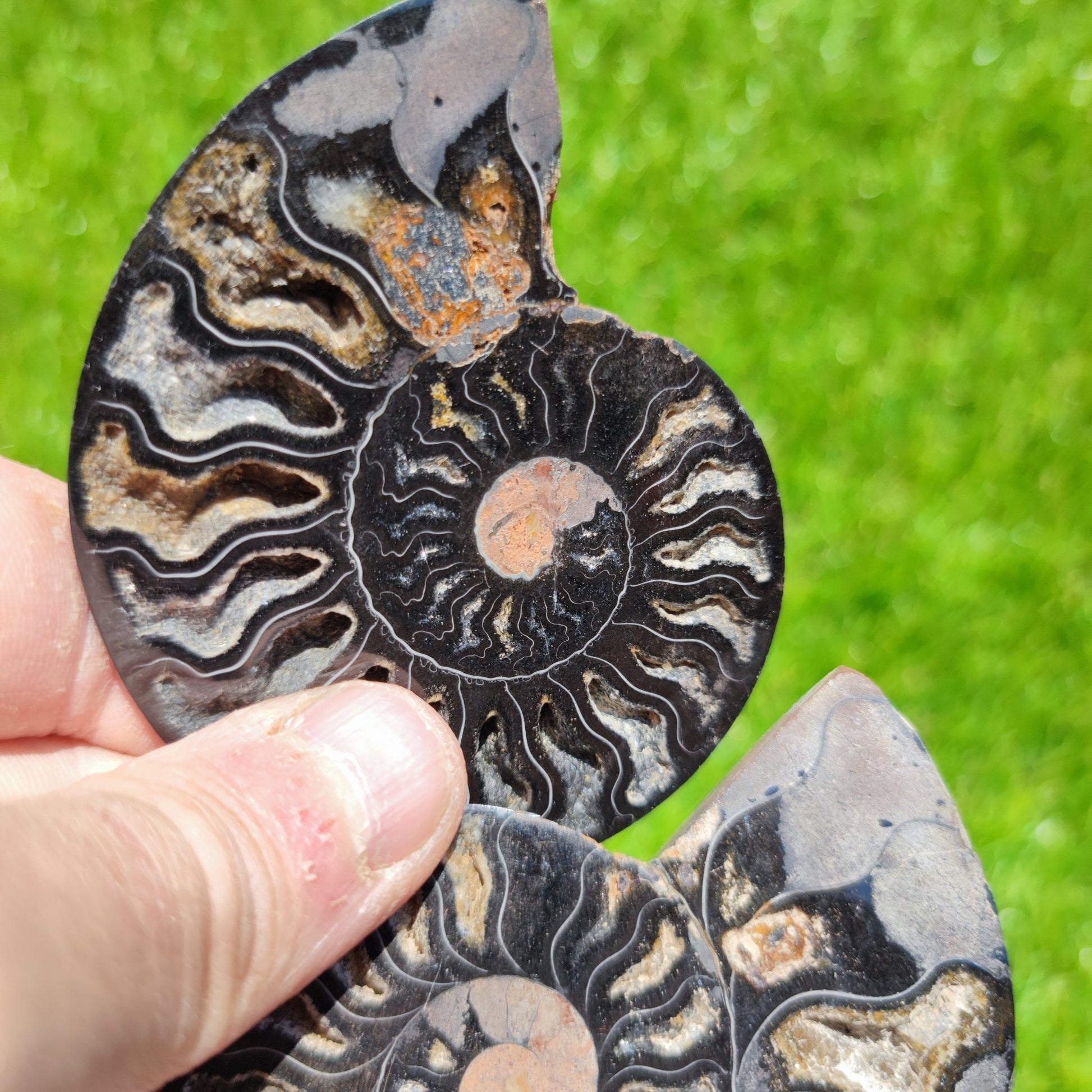 Madagascar ammonite fossil - North Yorkshire Fossils