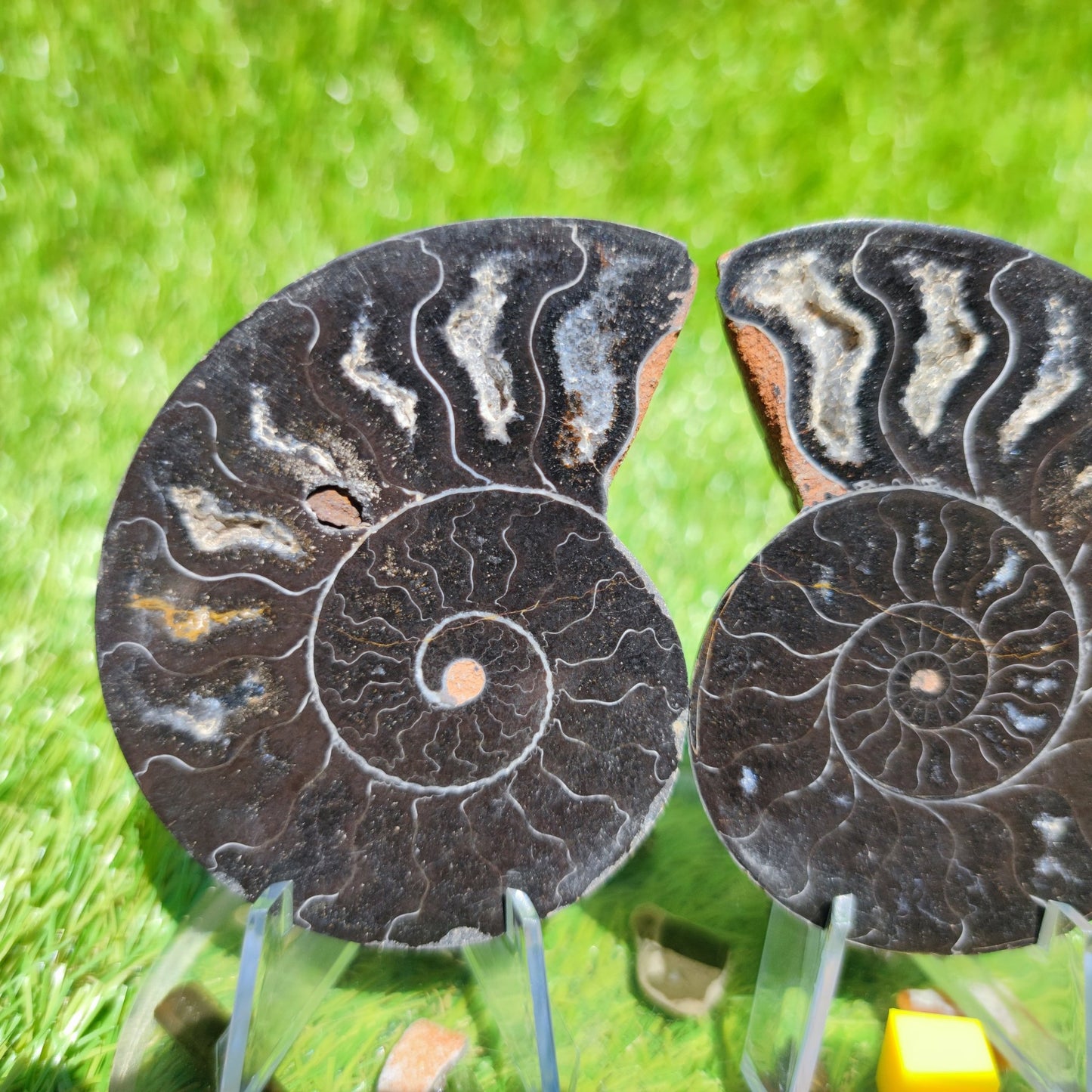 Madagascar ammonite fossil - North Yorkshire Fossils