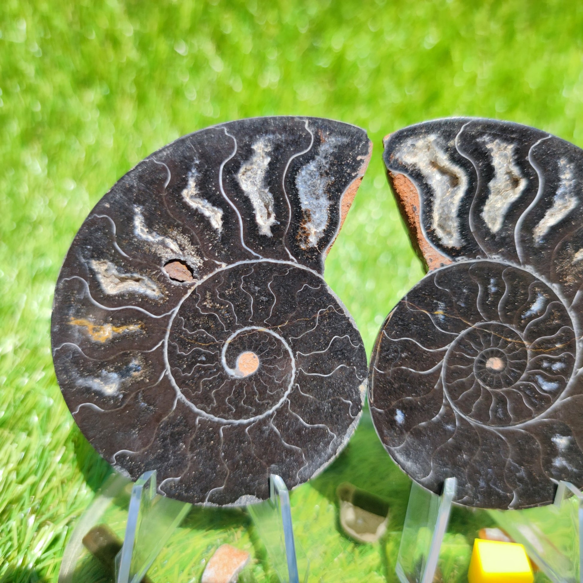 Madagascar ammonite fossil - North Yorkshire Fossils
