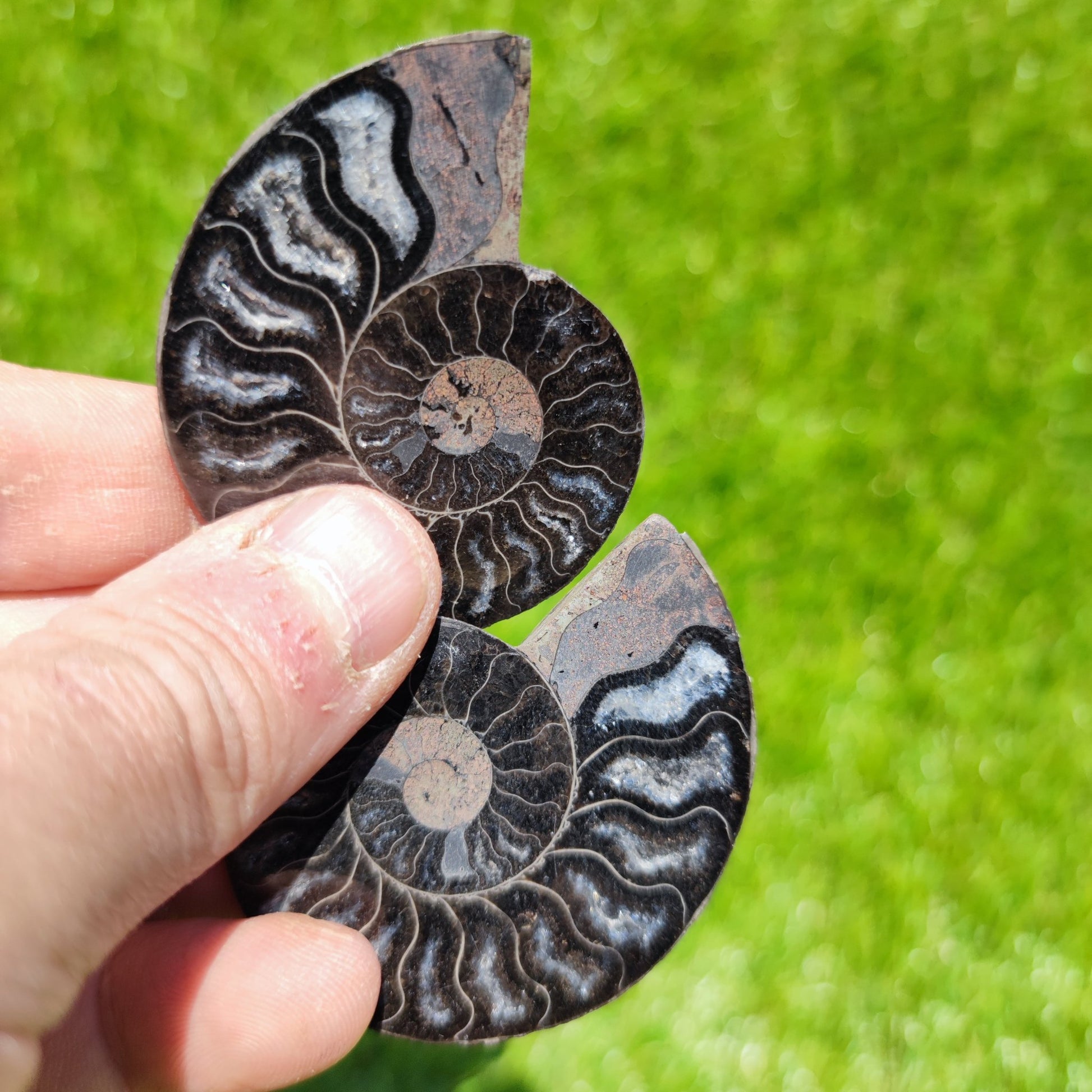 Madagascar ammonite fossil - North Yorkshire Fossils