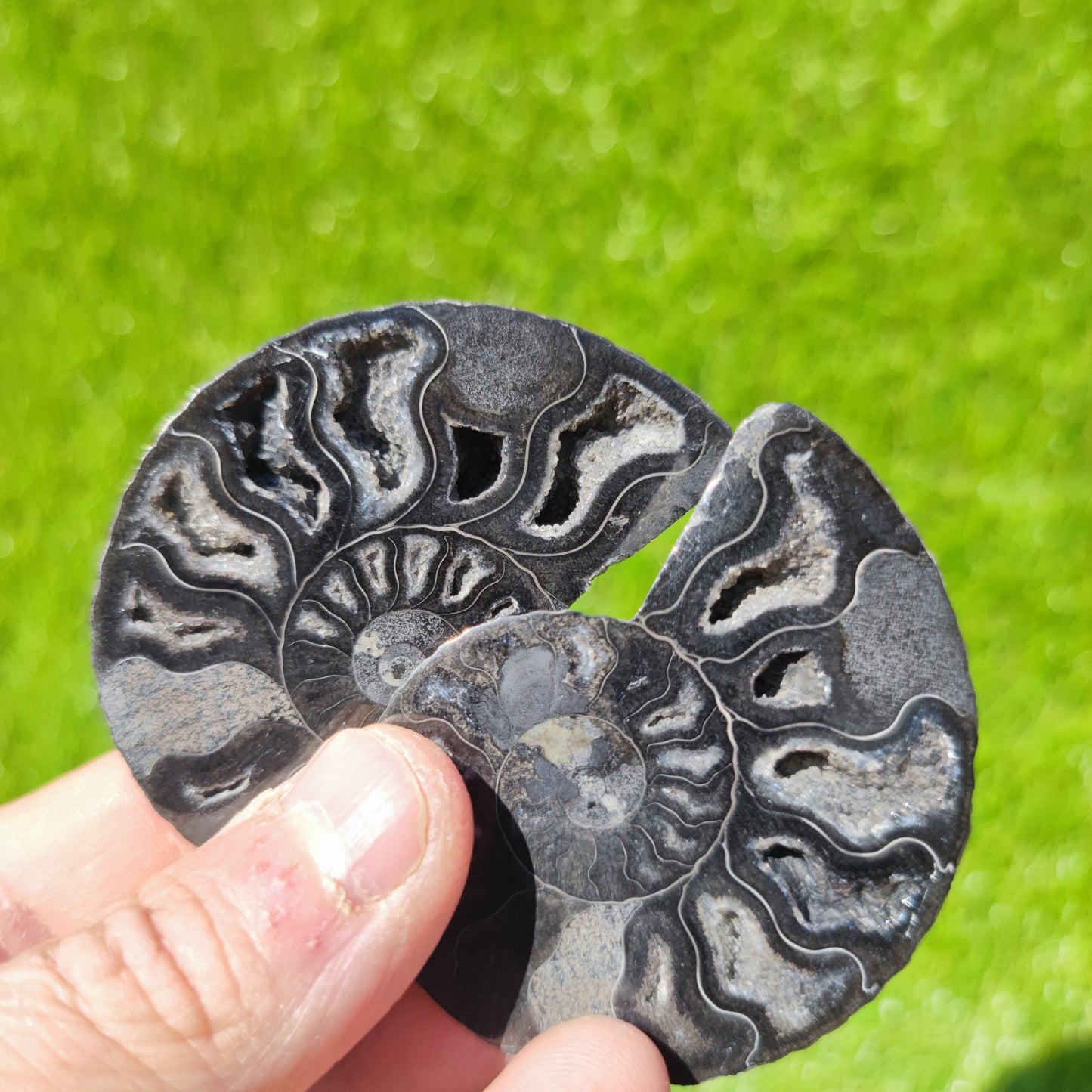 Madagascar ammonite fossil - North Yorkshire Fossils