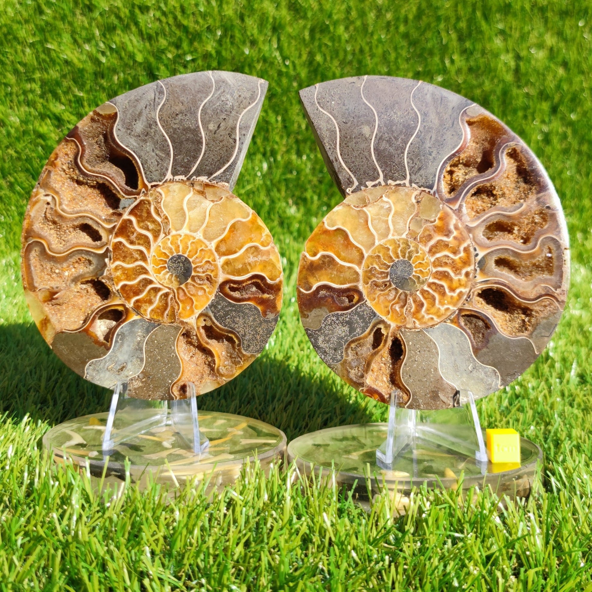 Madagascar ammonite fossil cut and polished pair - North Yorkshire Fossils