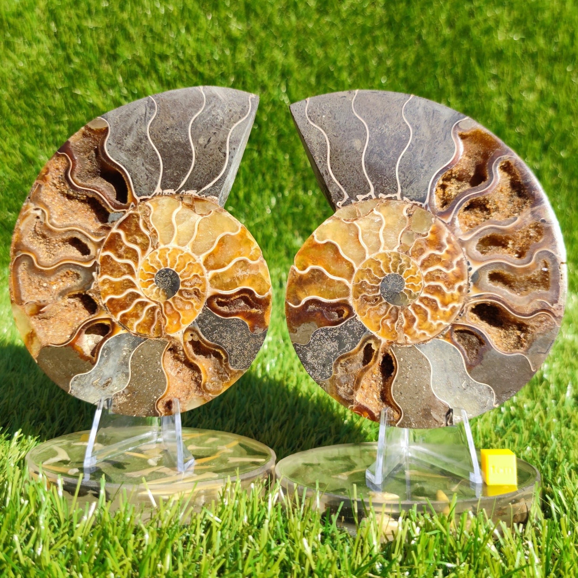 Madagascar ammonite fossil cut and polished pair - North Yorkshire Fossils