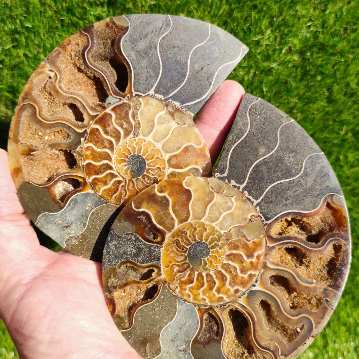 Madagascar ammonite fossil cut and polished pair - North Yorkshire Fossils