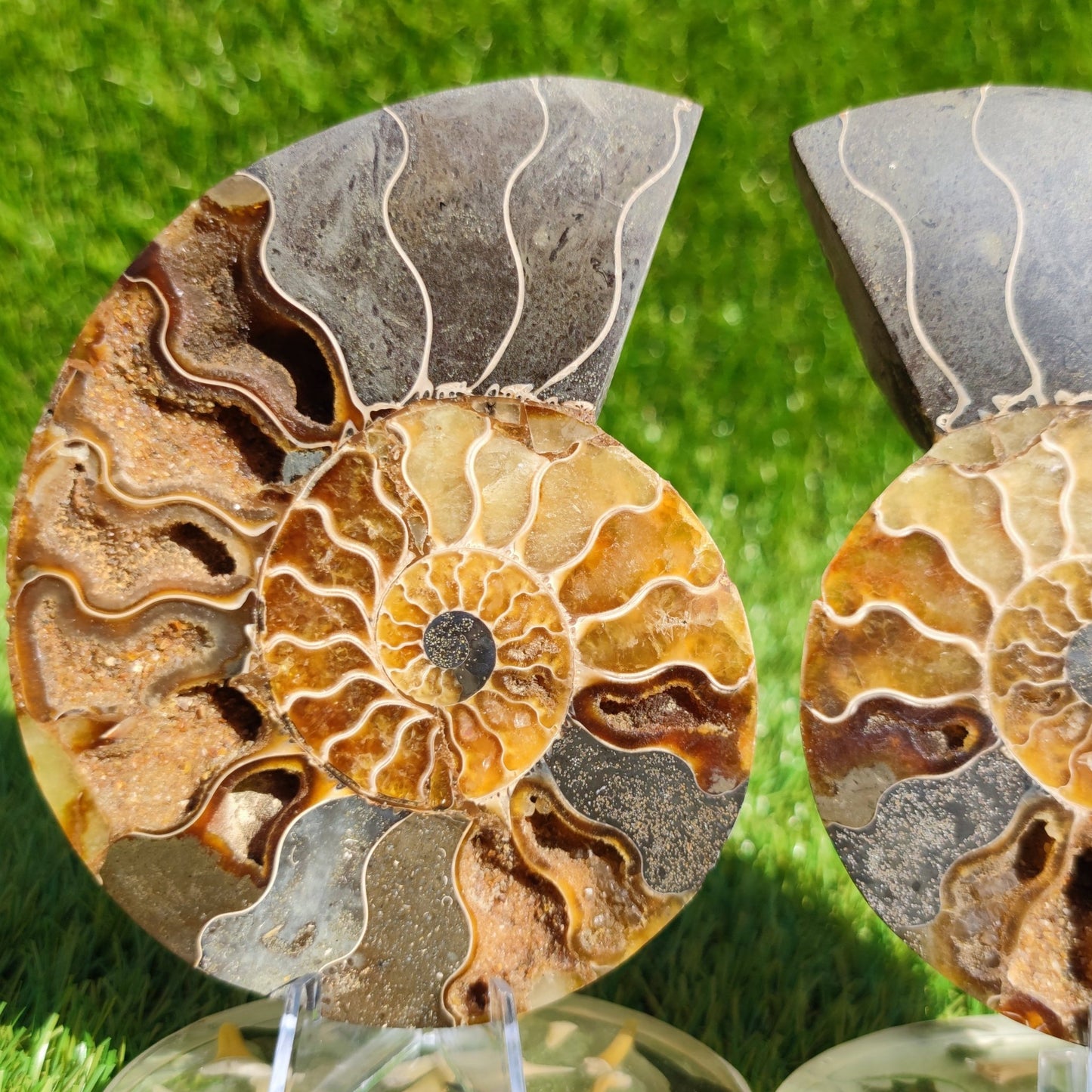 Madagascar ammonite fossil cut and polished pair - North Yorkshire Fossils