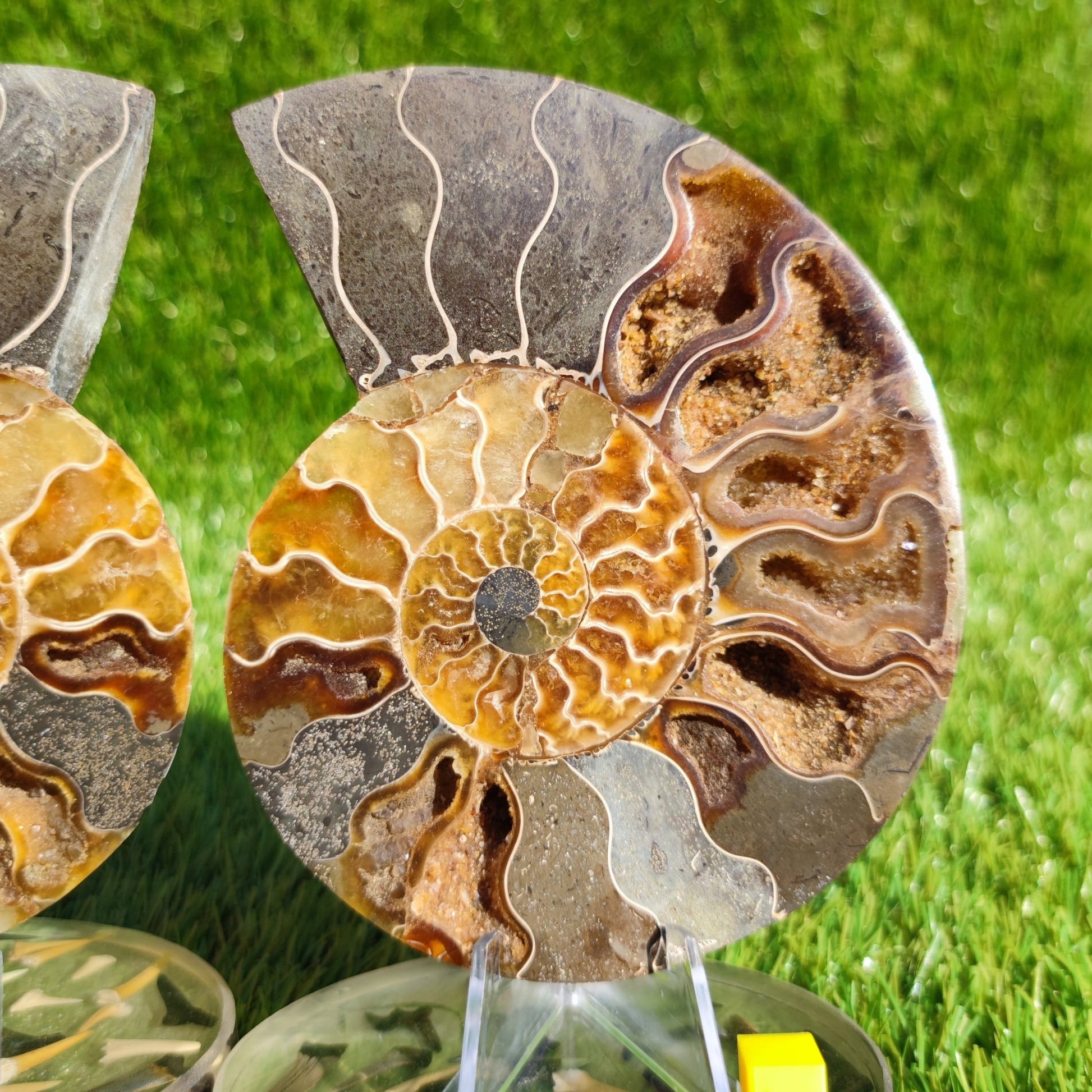 Madagascar ammonite fossil cut and polished pair - North Yorkshire Fossils