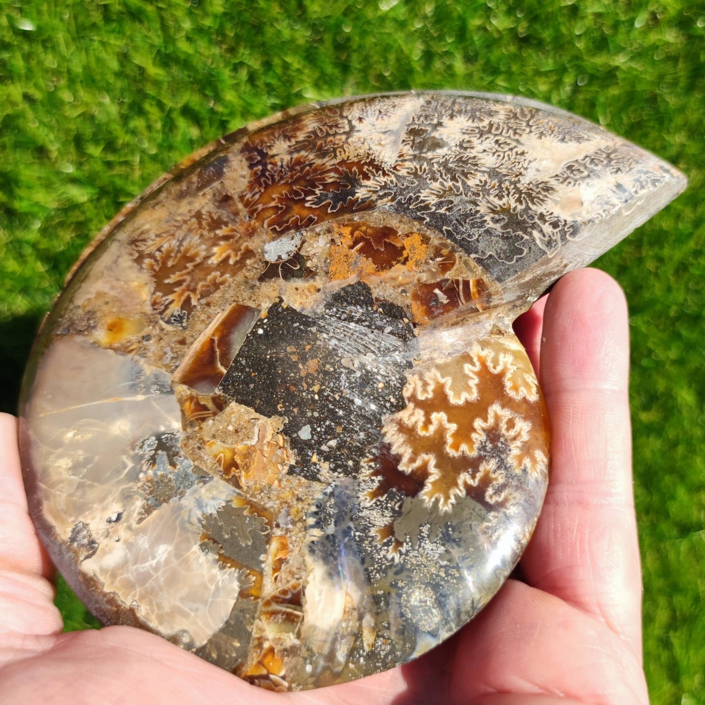 Madagascar ammonite fossil cut and polished pair - North Yorkshire Fossils
