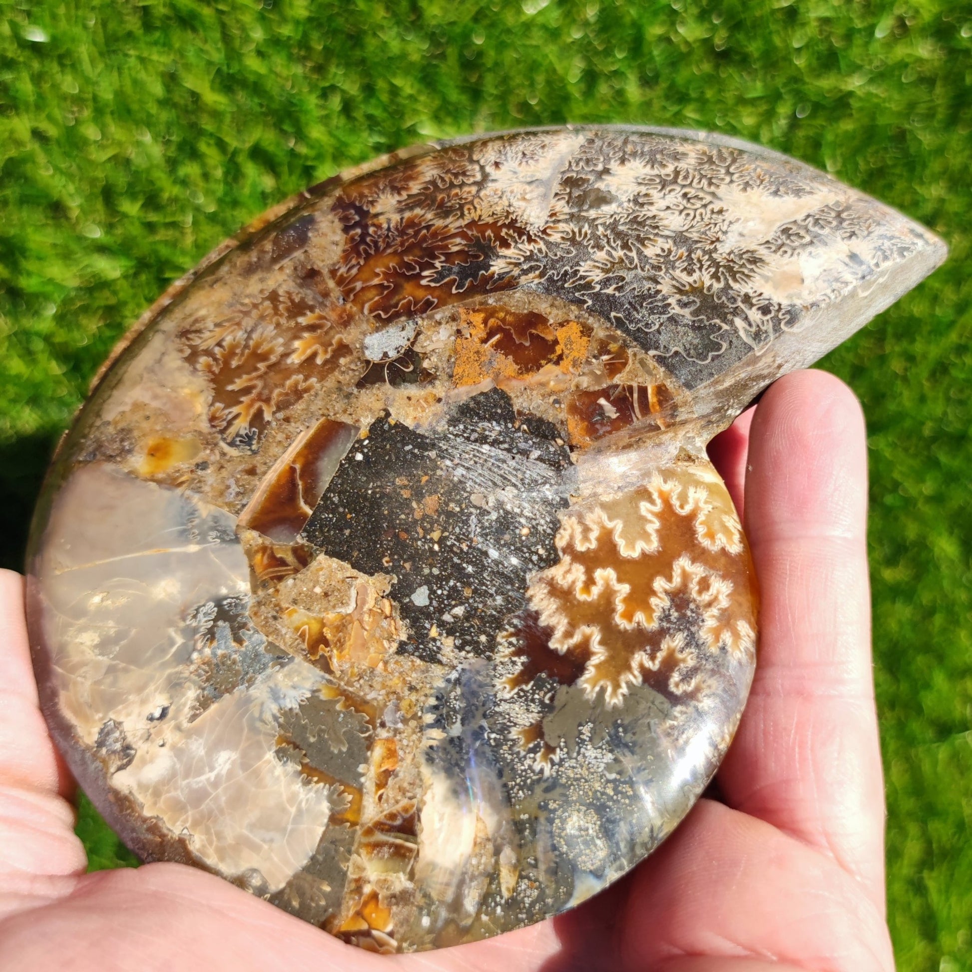 Madagascar ammonite fossil cut and polished pair - North Yorkshire Fossils