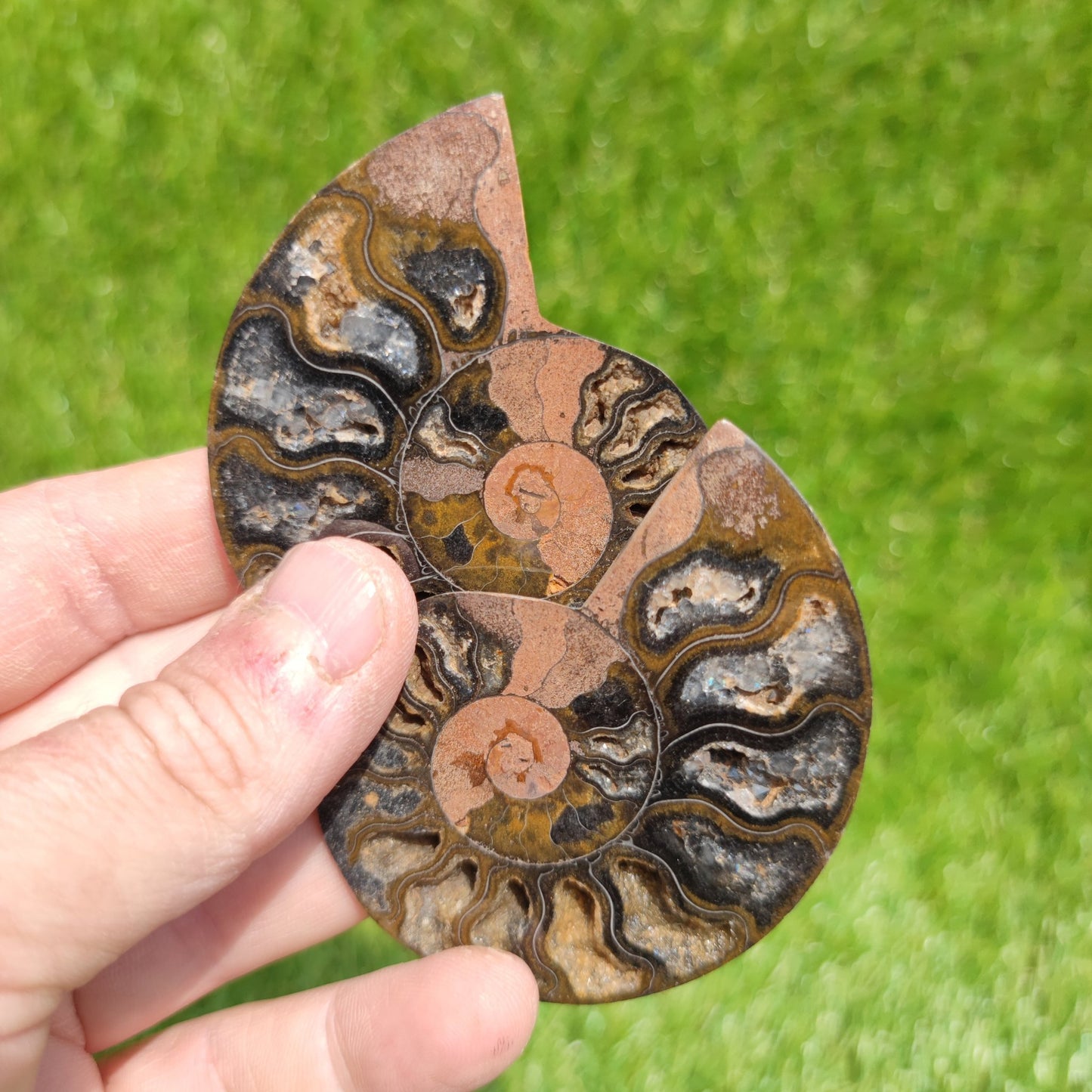 Madagascar ammonite fossil multicoloured - North Yorkshire Fossils