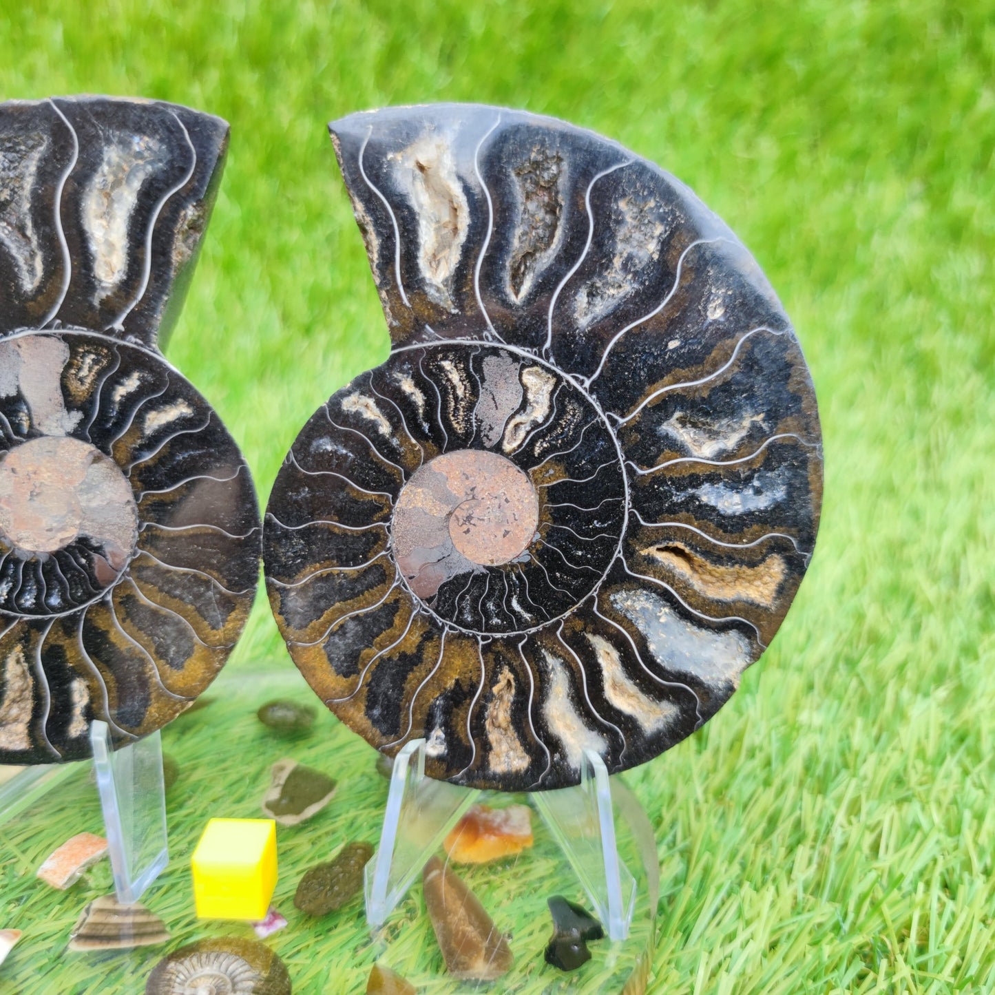 Madagascar ammonite fossil multicoloured - North Yorkshire Fossils