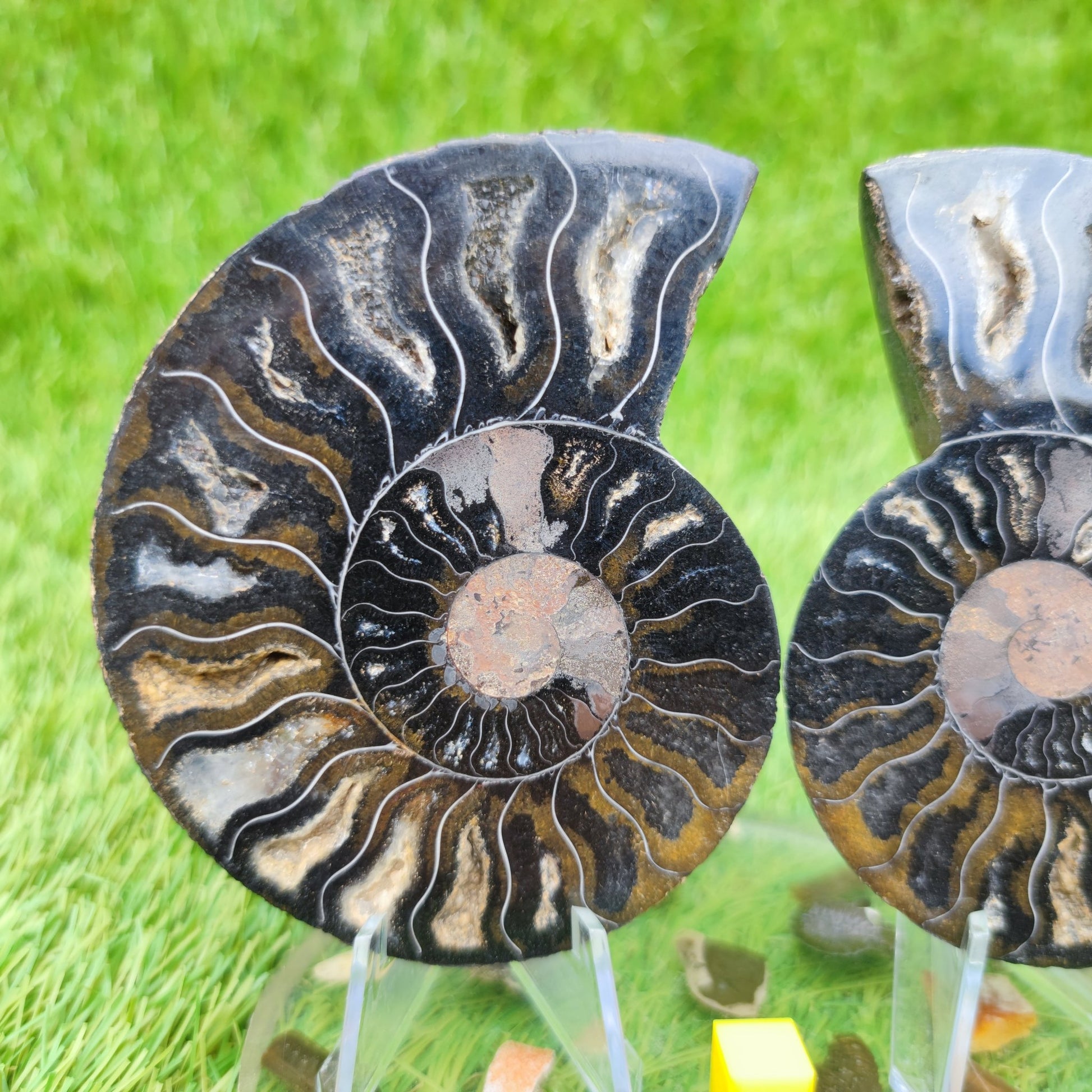 Madagascar ammonite fossil multicoloured - North Yorkshire Fossils