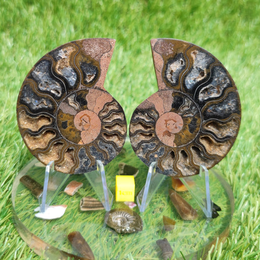 Madagascar ammonite fossil multicoloured - North Yorkshire Fossils