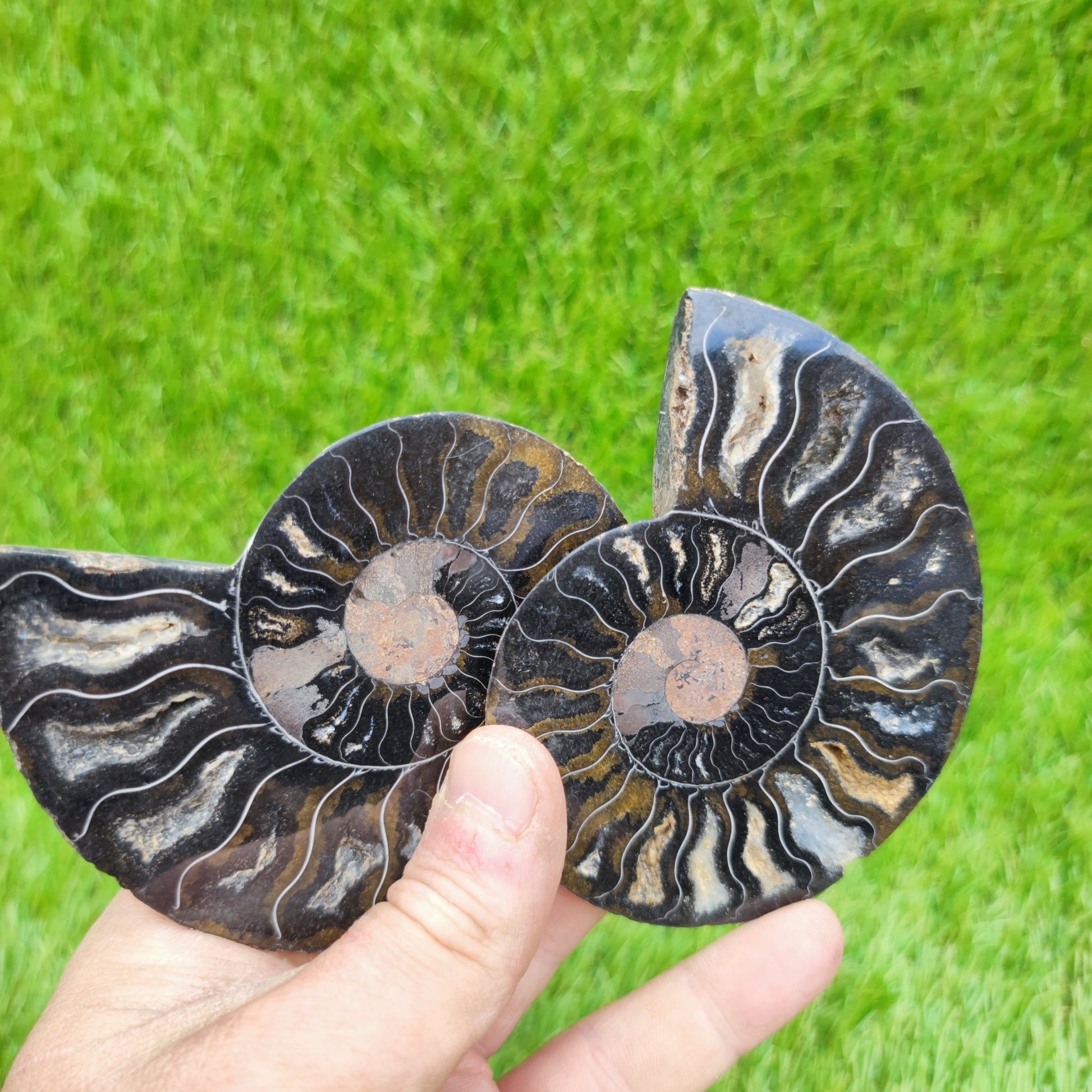 Madagascar ammonite fossil multicoloured - North Yorkshire Fossils
