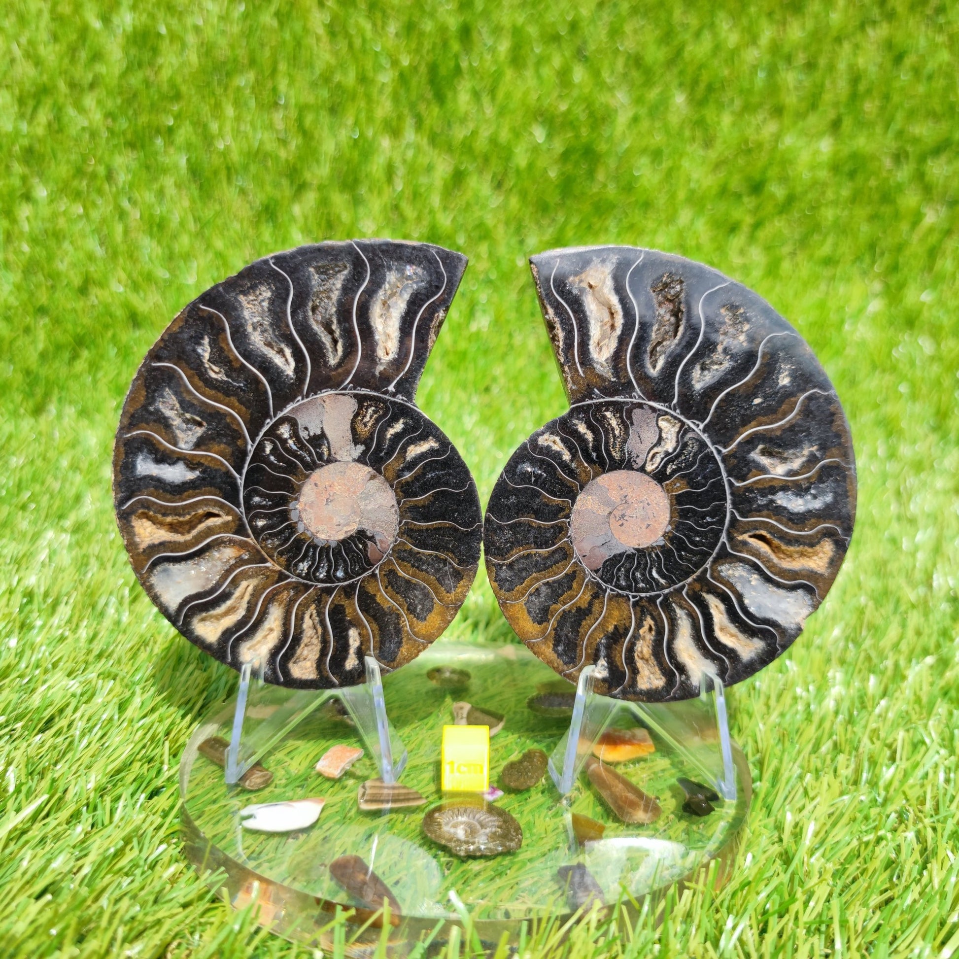 Madagascar ammonite fossil multicoloured - North Yorkshire Fossils