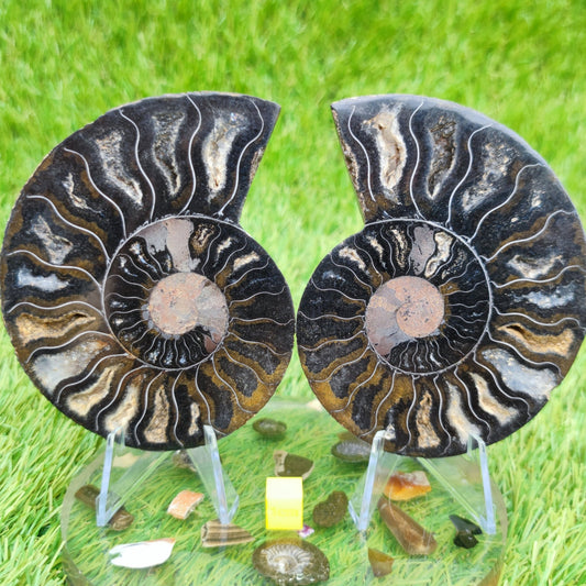 Madagascar ammonite fossil multicoloured - North Yorkshire Fossils