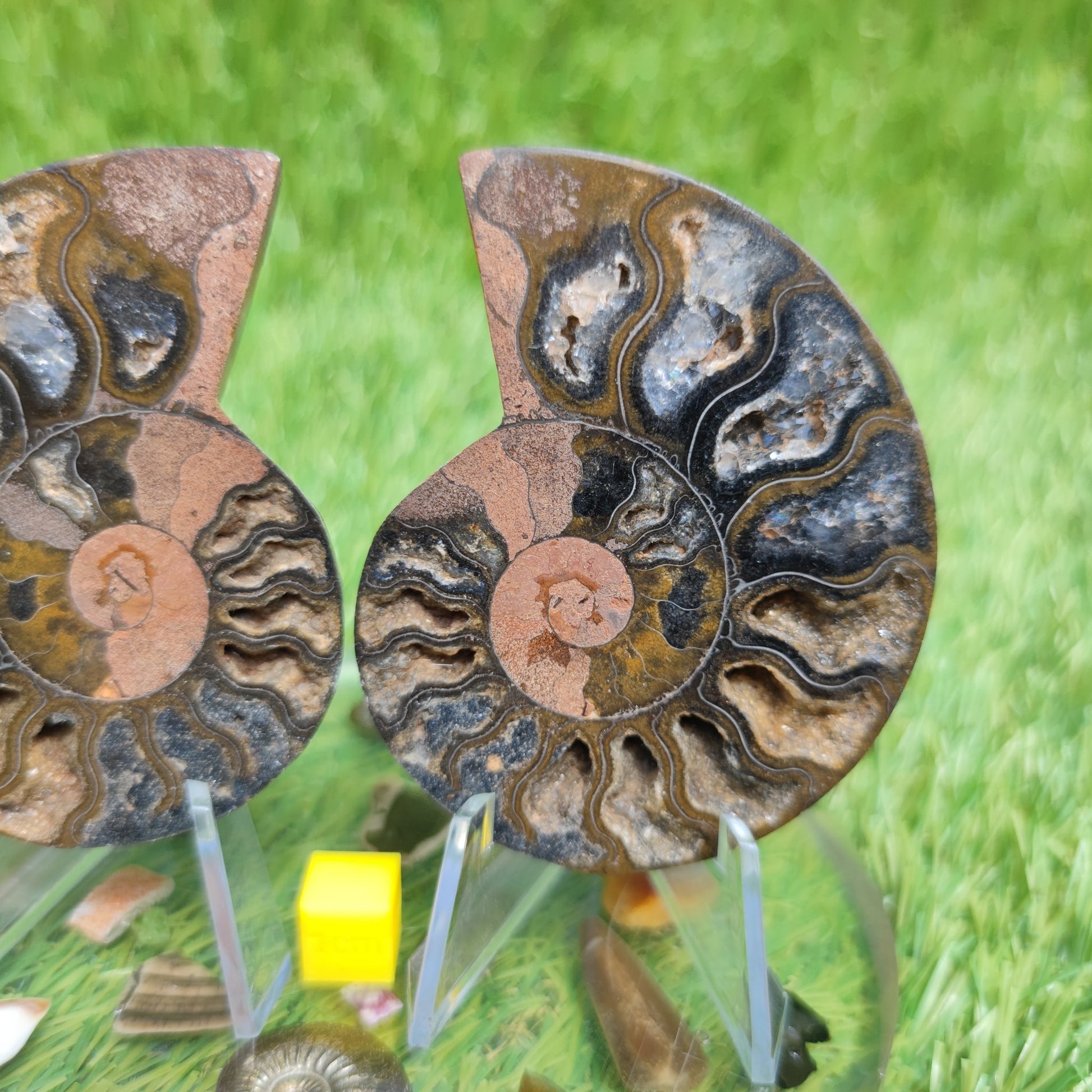 Madagascar ammonite fossil multicoloured - North Yorkshire Fossils