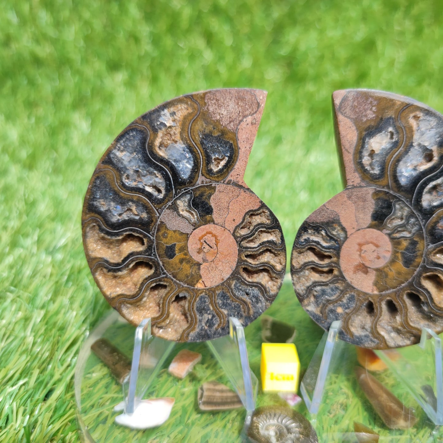 Madagascar ammonite fossil multicoloured - North Yorkshire Fossils
