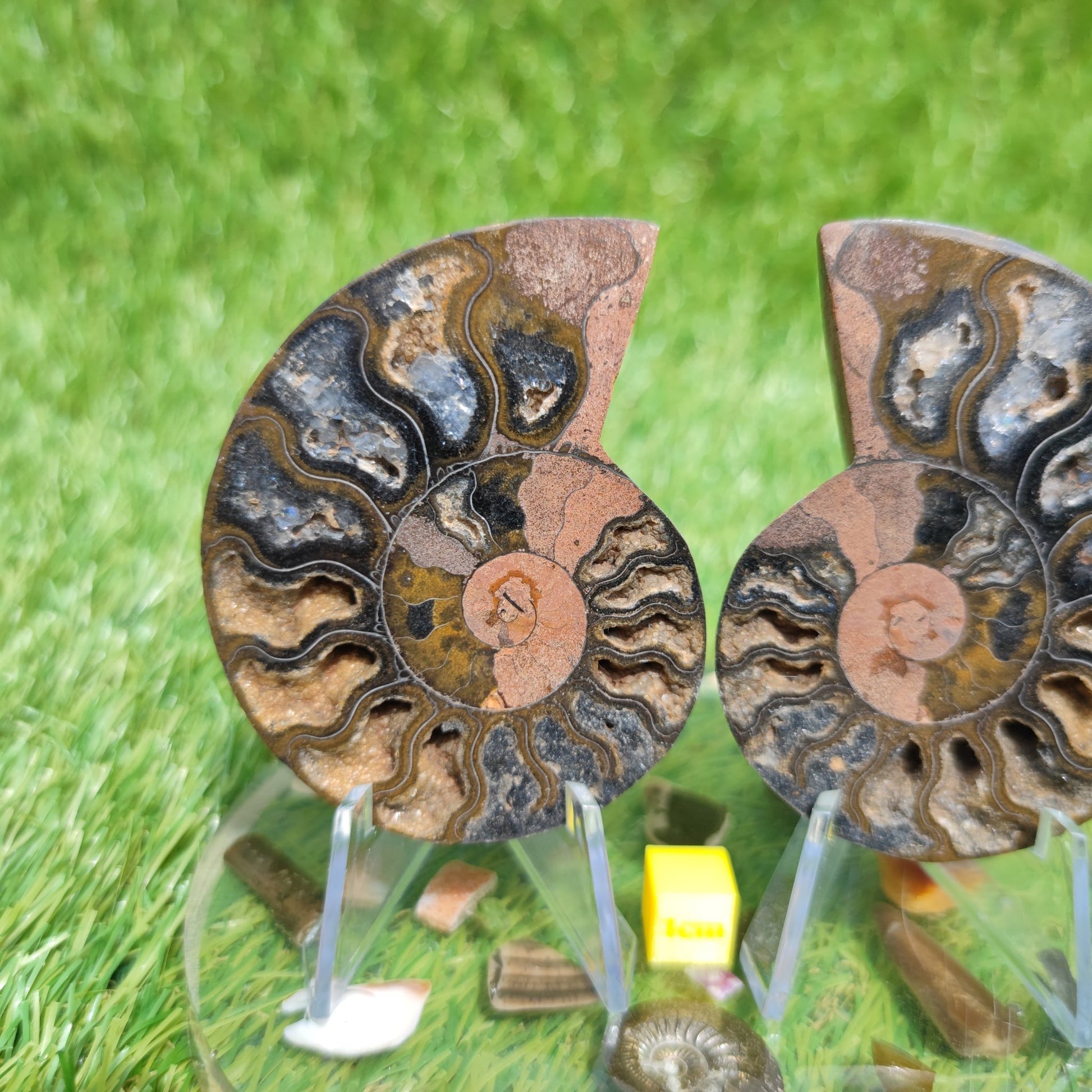 Madagascar ammonite fossil multicoloured - North Yorkshire Fossils