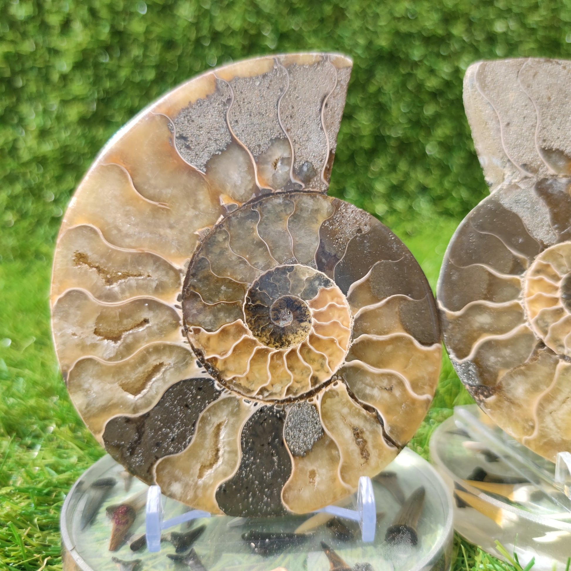 Madagascar ammonite fossil polished - North Yorkshire Fossils