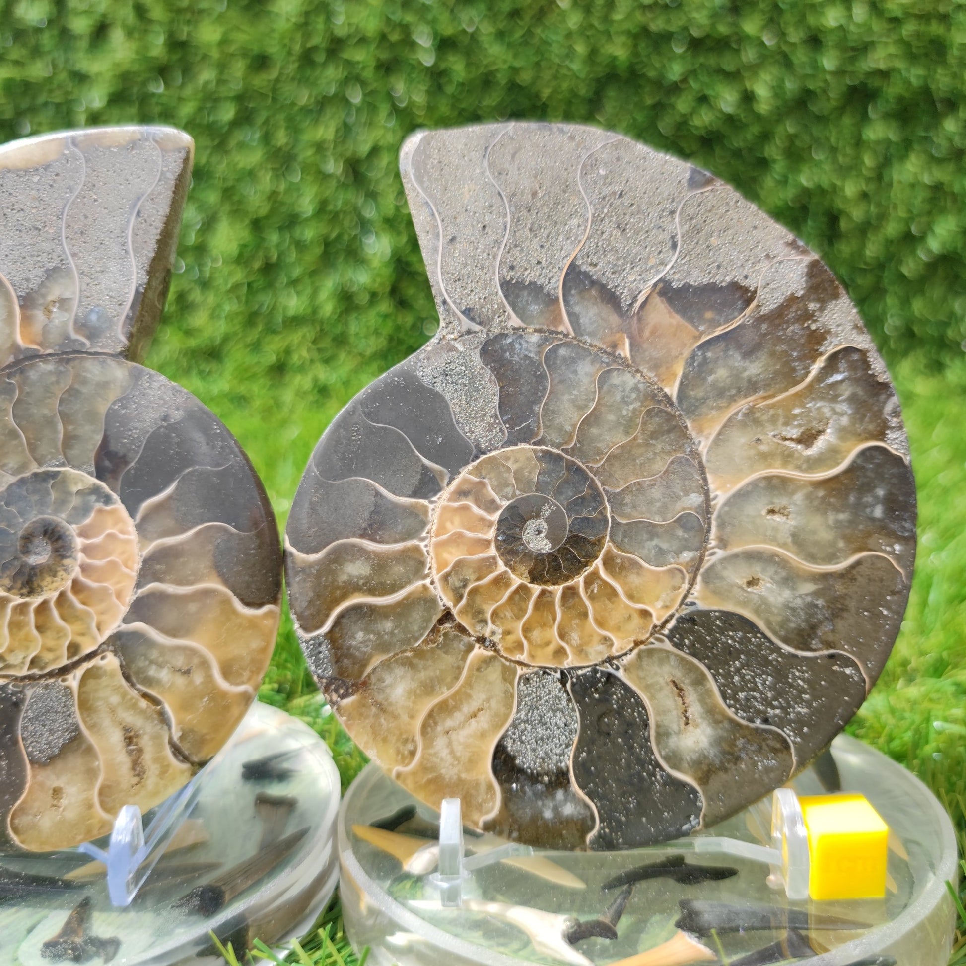 Madagascar ammonite fossil polished - North Yorkshire Fossils