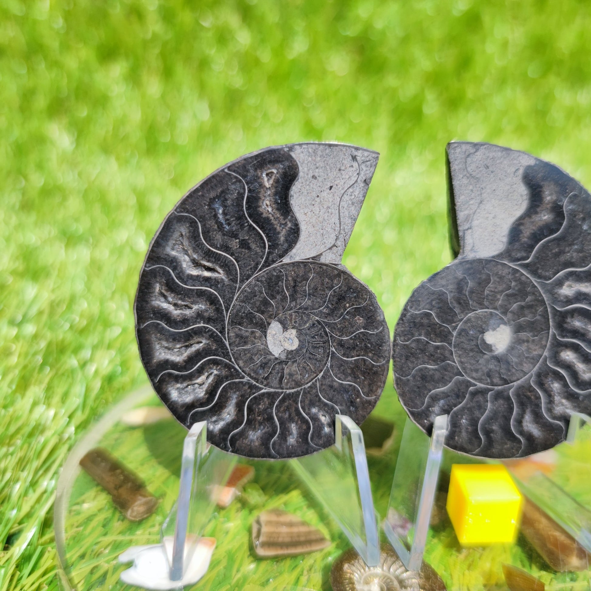 Madagascar ammonite fossil polished - North Yorkshire Fossils
