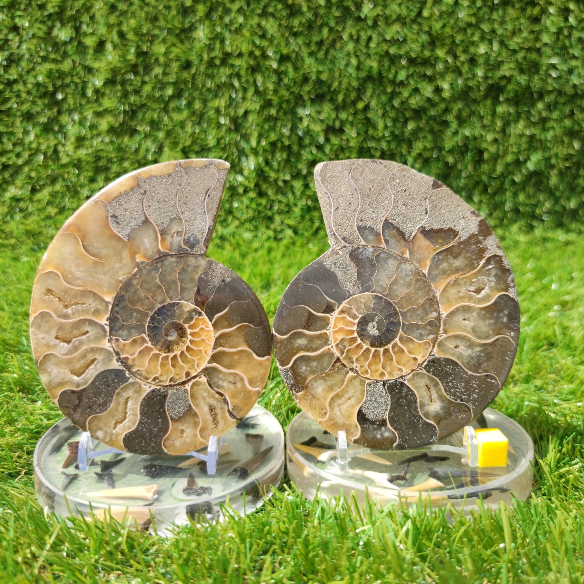 Madagascar ammonite fossil polished - North Yorkshire Fossils