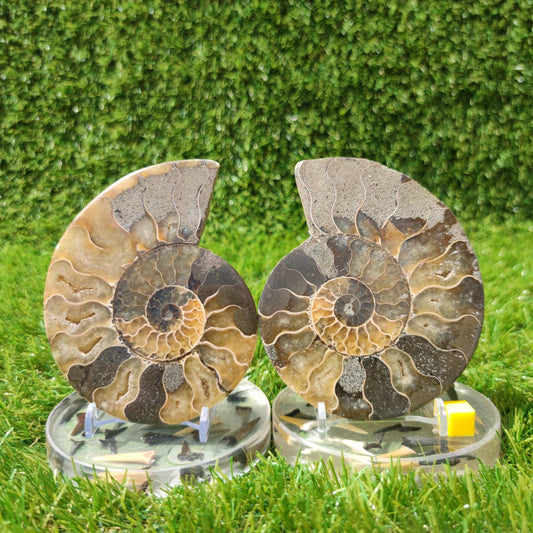 Madagascar ammonite fossil polished - North Yorkshire Fossils