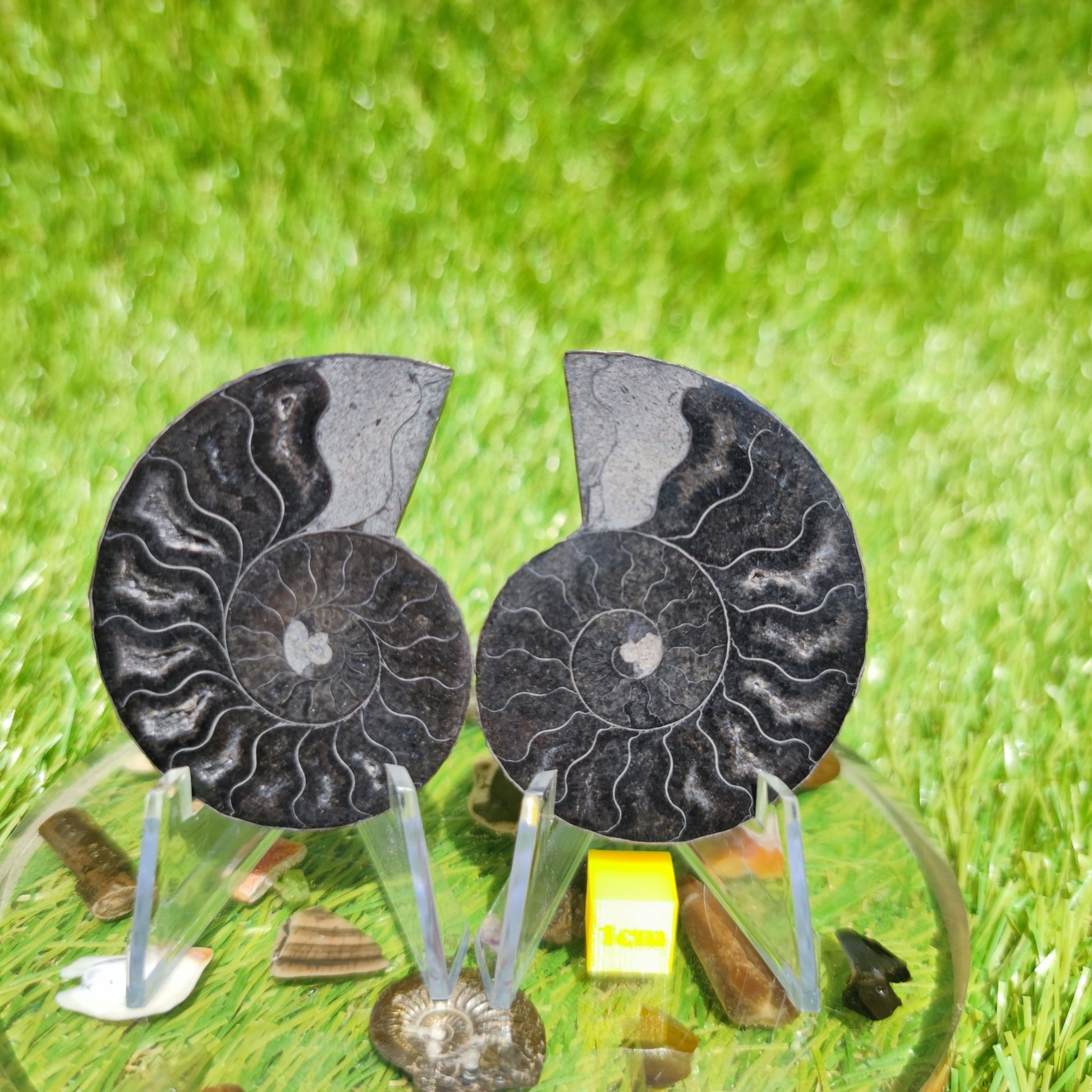 Madagascar ammonite fossil polished - North Yorkshire Fossils