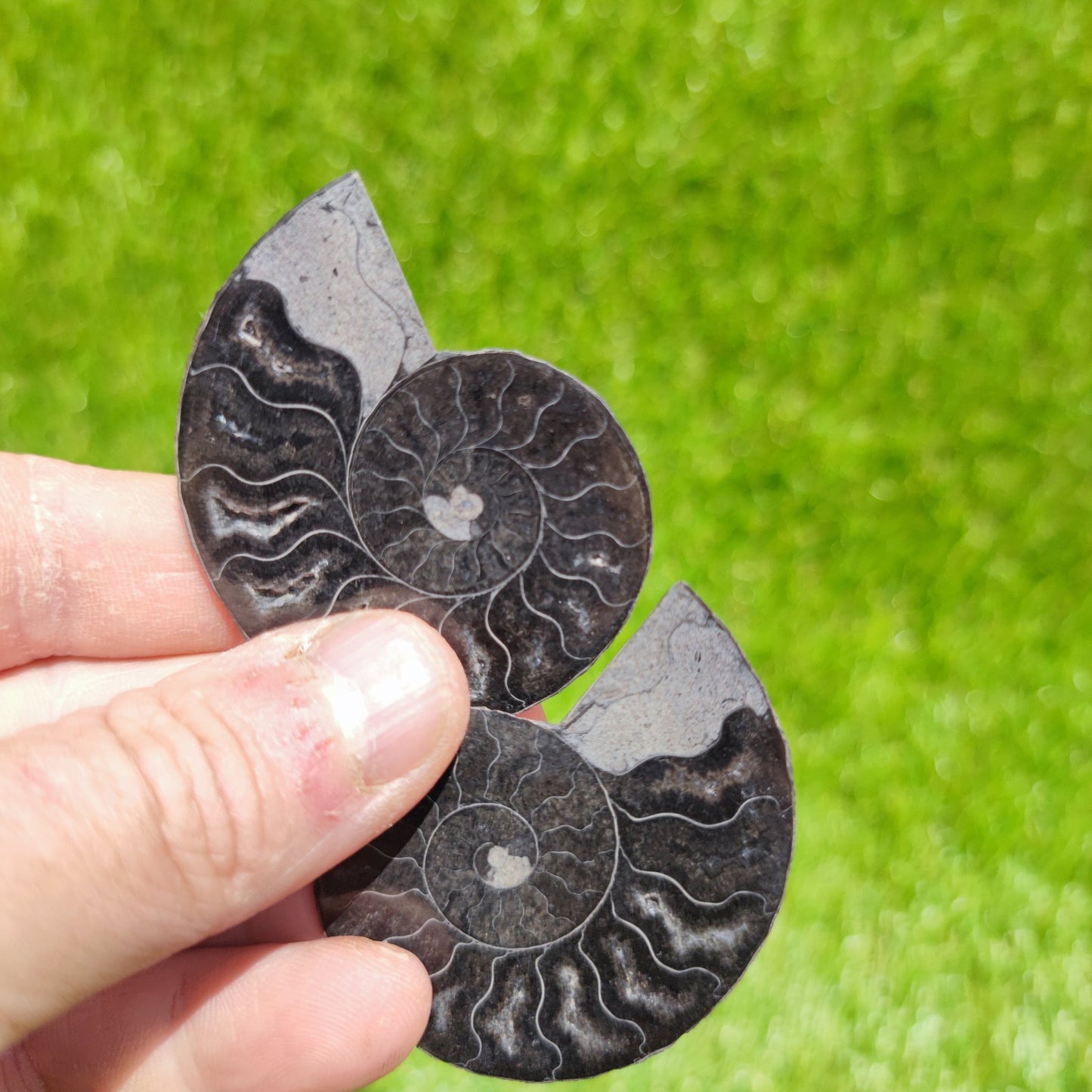 Madagascar ammonite fossil polished - North Yorkshire Fossils