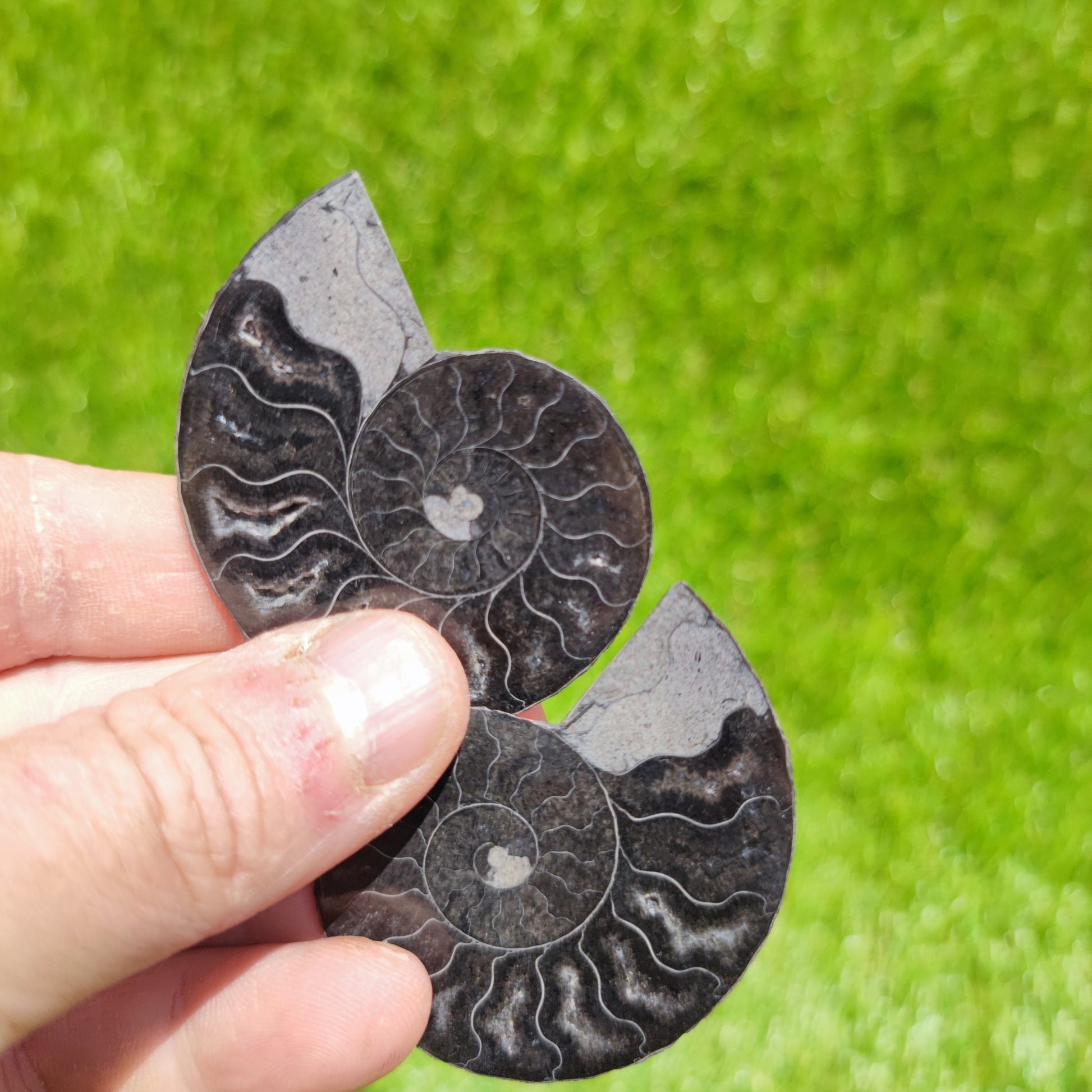 Madagascar ammonite fossil polished - North Yorkshire Fossils