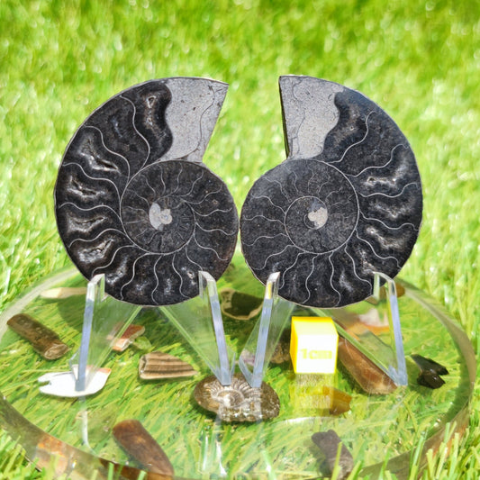 Madagascar ammonite fossil polished - North Yorkshire Fossils