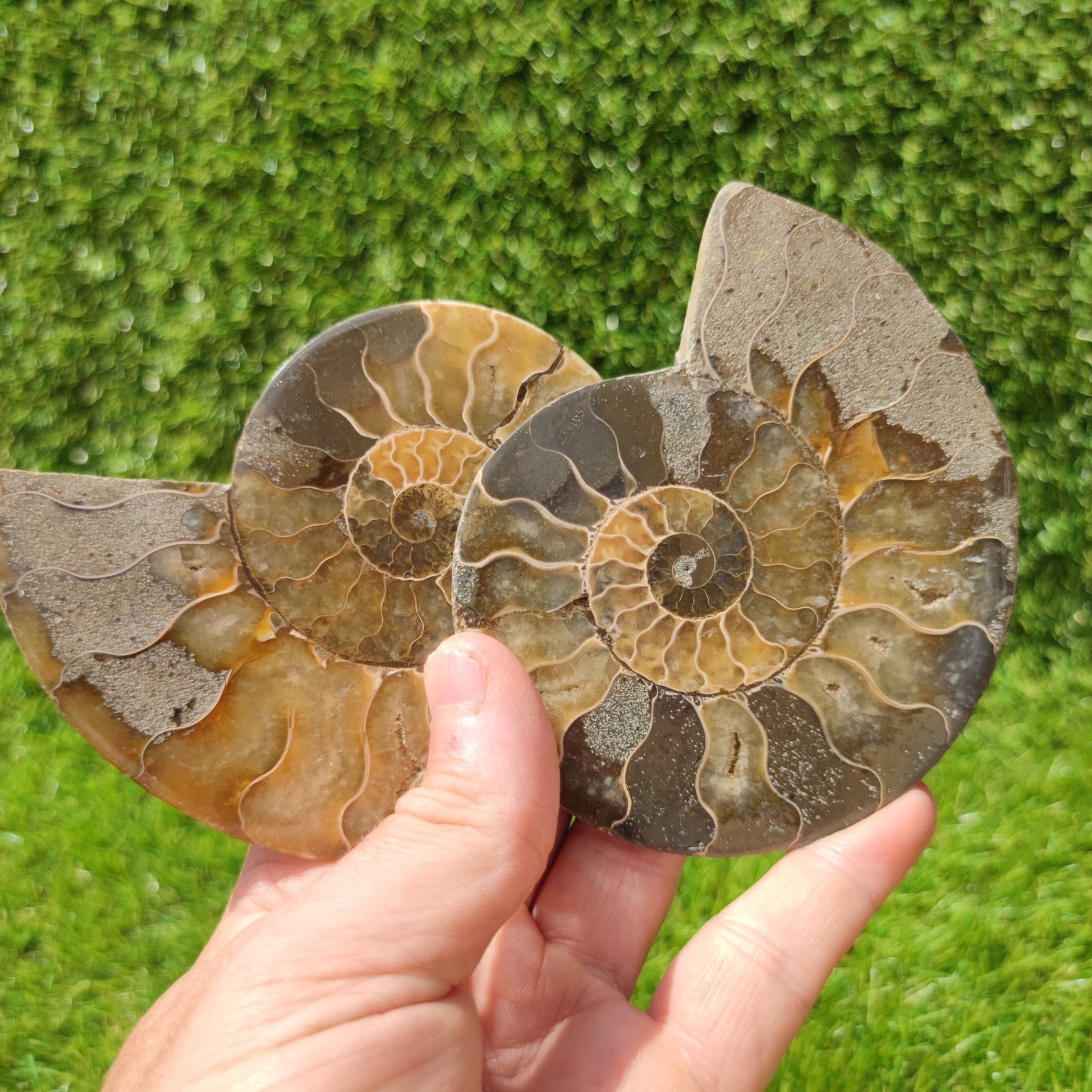 Madagascar ammonite fossil polished - North Yorkshire Fossils