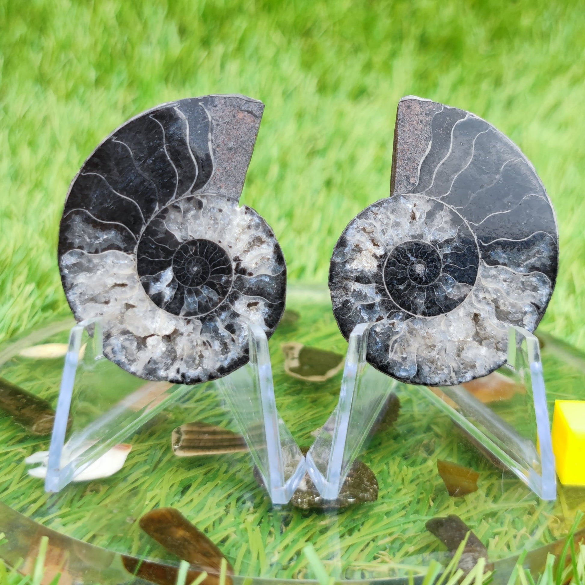 Madagascar ammonite fossil rare black and white - North Yorkshire Fossils