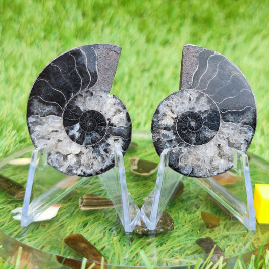 Madagascar ammonite fossil rare black and white - North Yorkshire Fossils