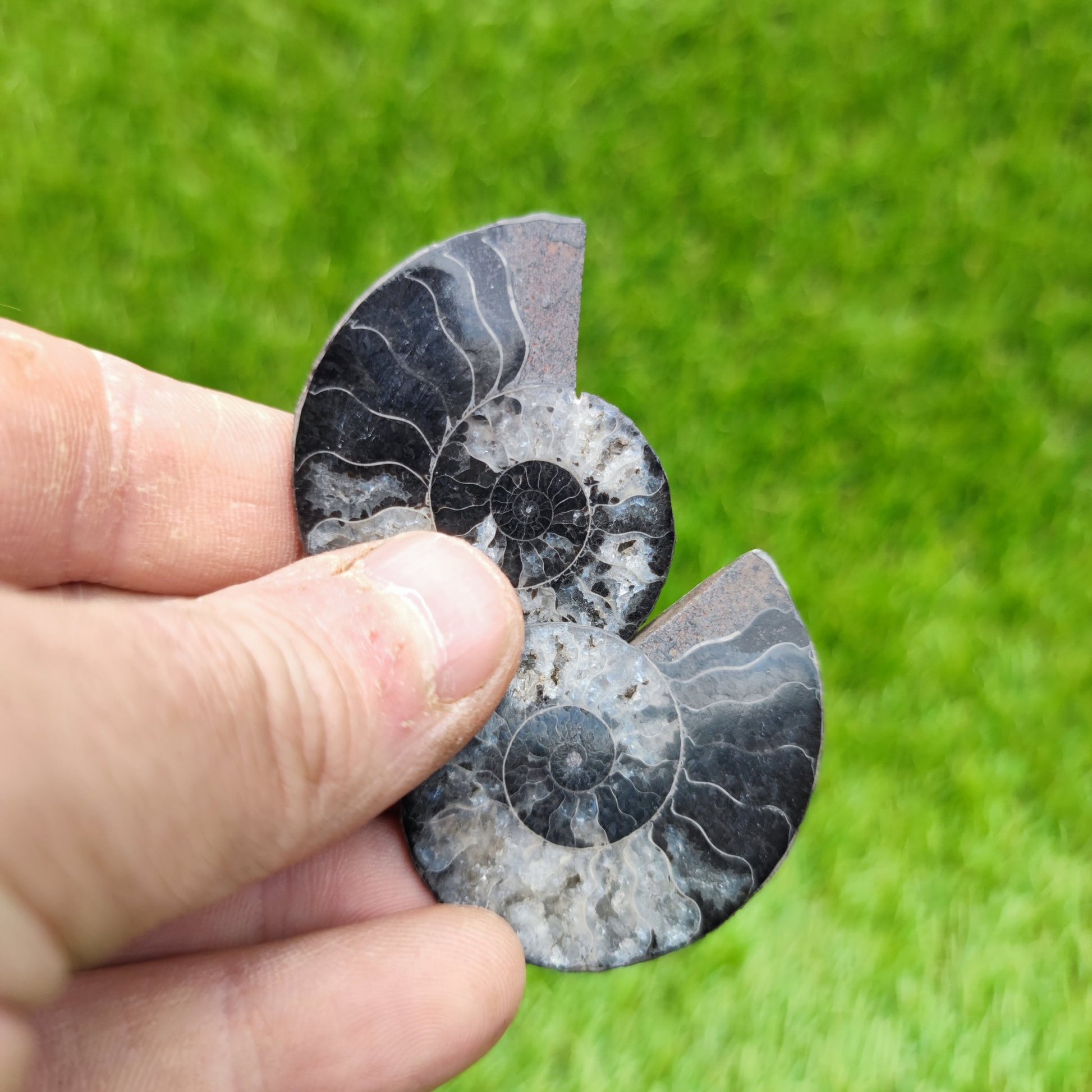 Madagascar ammonite fossil rare black and white - North Yorkshire Fossils