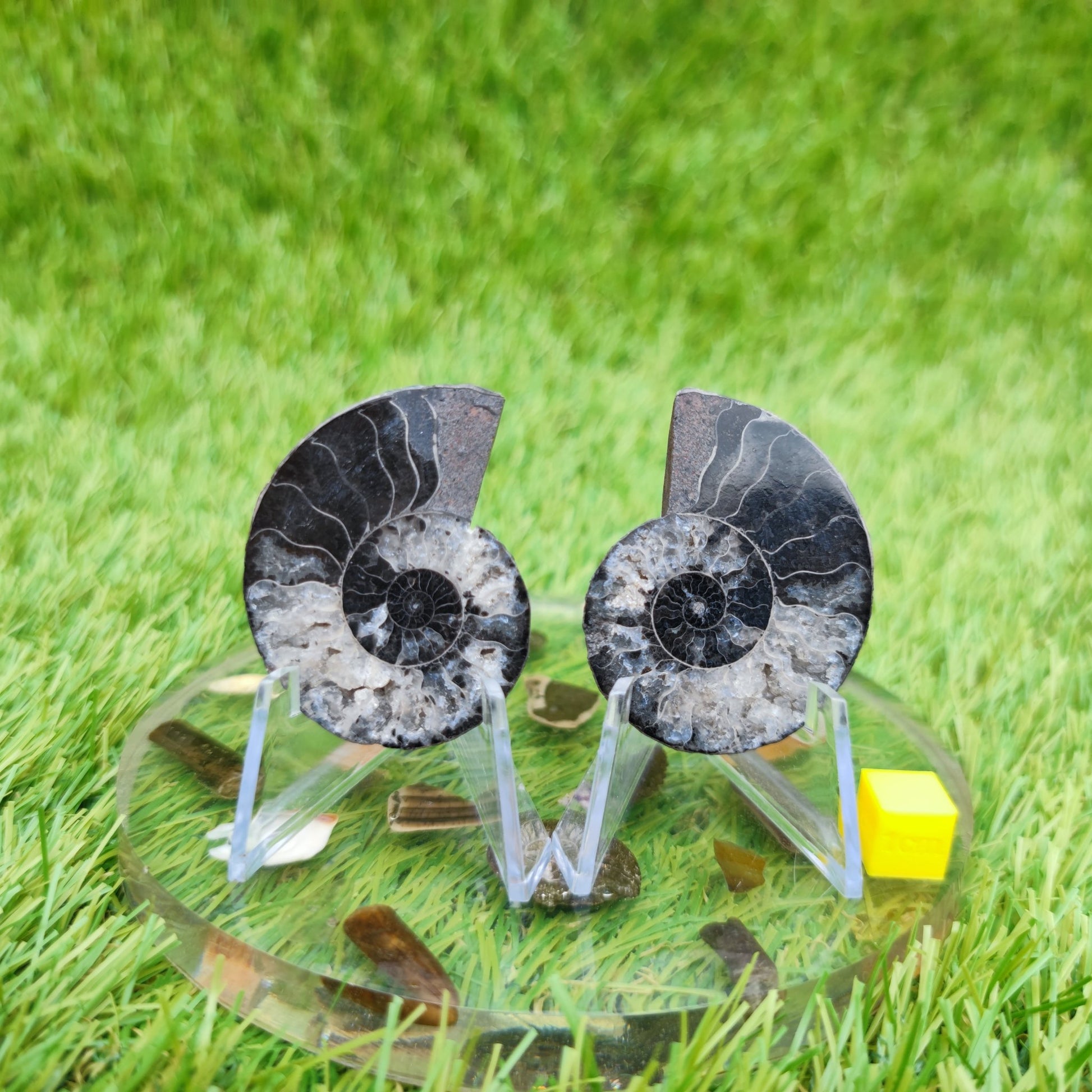 Madagascar ammonite fossil rare black and white - North Yorkshire Fossils
