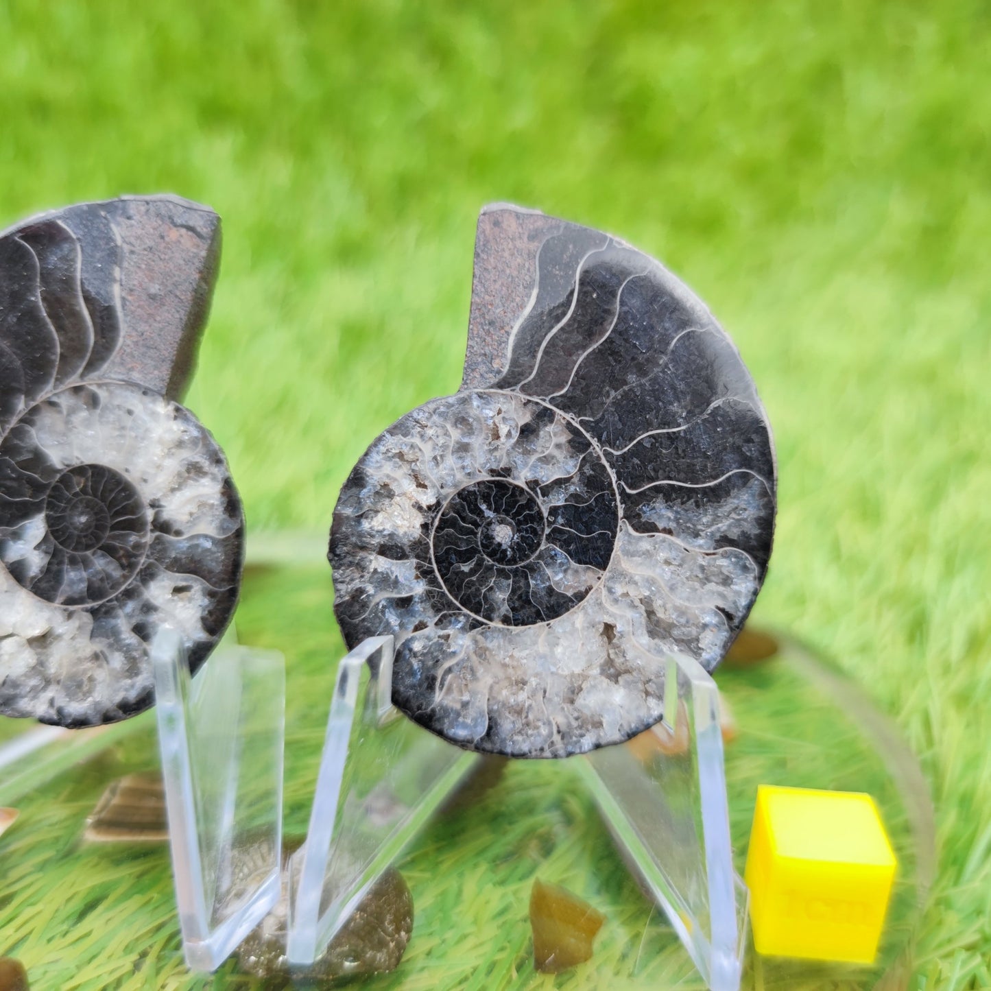 Madagascar ammonite fossil rare black and white - North Yorkshire Fossils