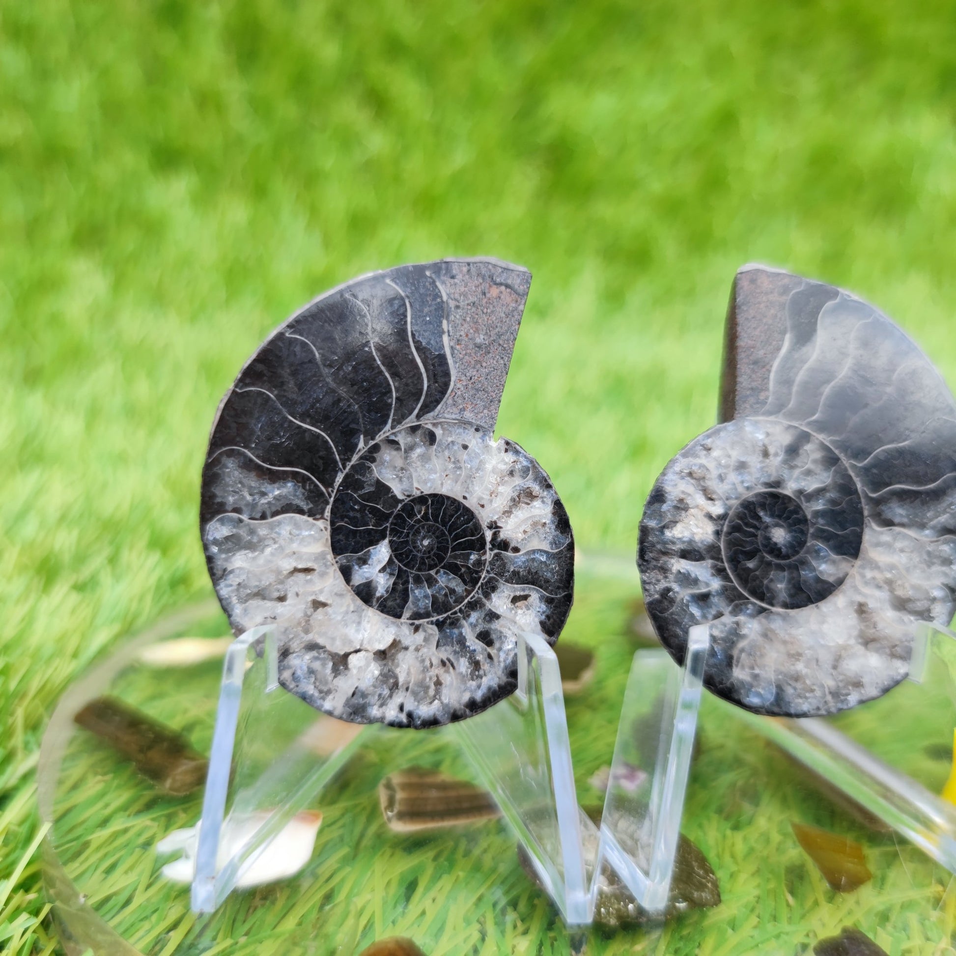 Madagascar ammonite fossil rare black and white - North Yorkshire Fossils