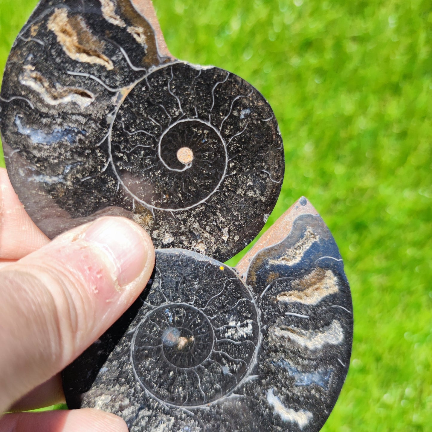 Madagascar ammonite polished black with multicoloured chambers - North Yorkshire Fossils