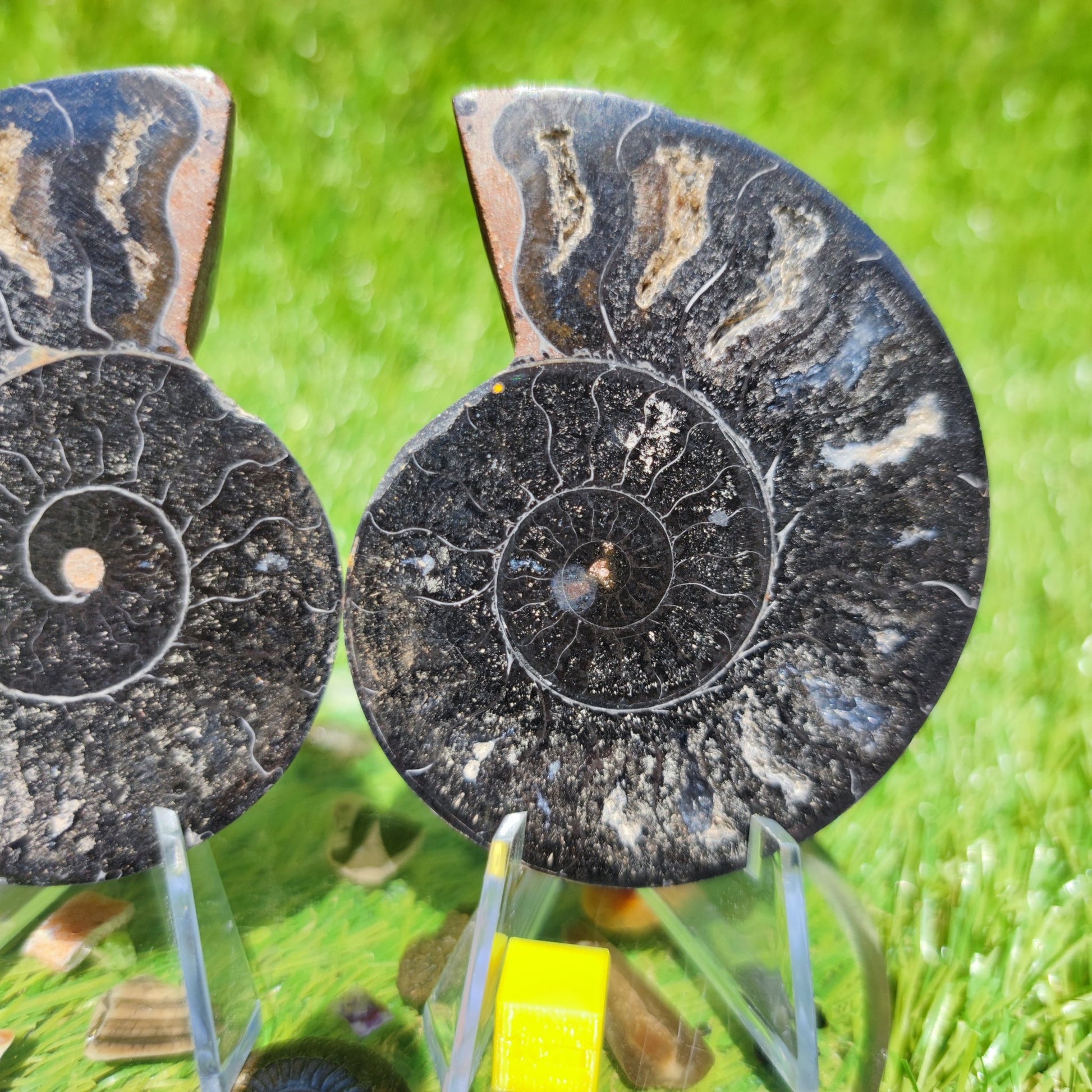 Madagascar ammonite polished black with multicoloured chambers - North Yorkshire Fossils