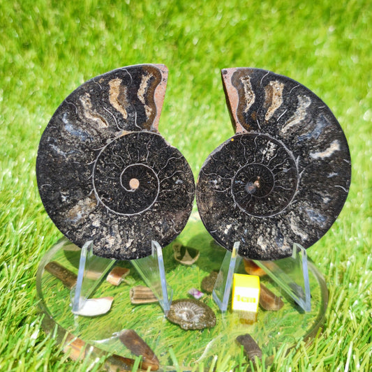 Madagascar ammonite polished black with multicoloured chambers - North Yorkshire Fossils