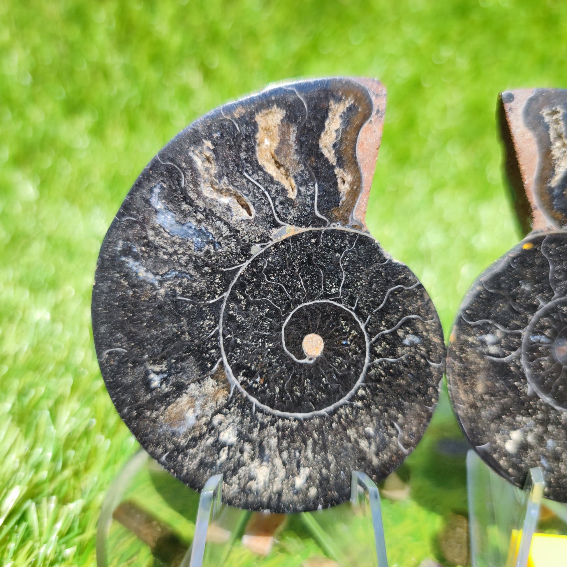 Madagascar ammonite polished black with multicoloured chambers - North Yorkshire Fossils