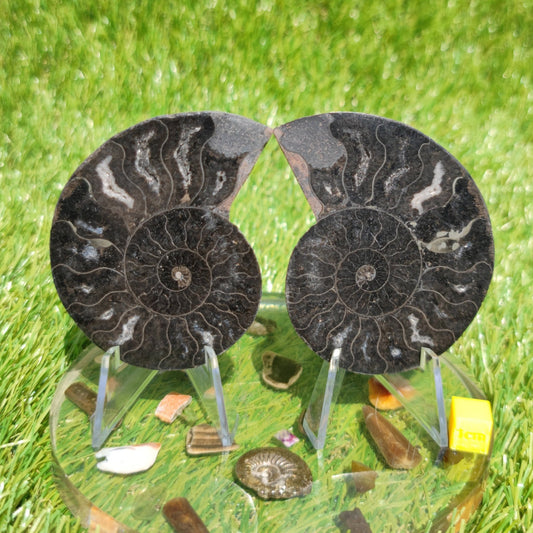 Madagascar cut and polished ammonite - North Yorkshire Fossils