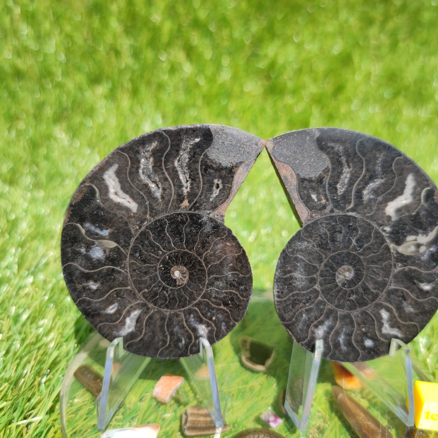 Madagascar cut and polished ammonite - North Yorkshire Fossils