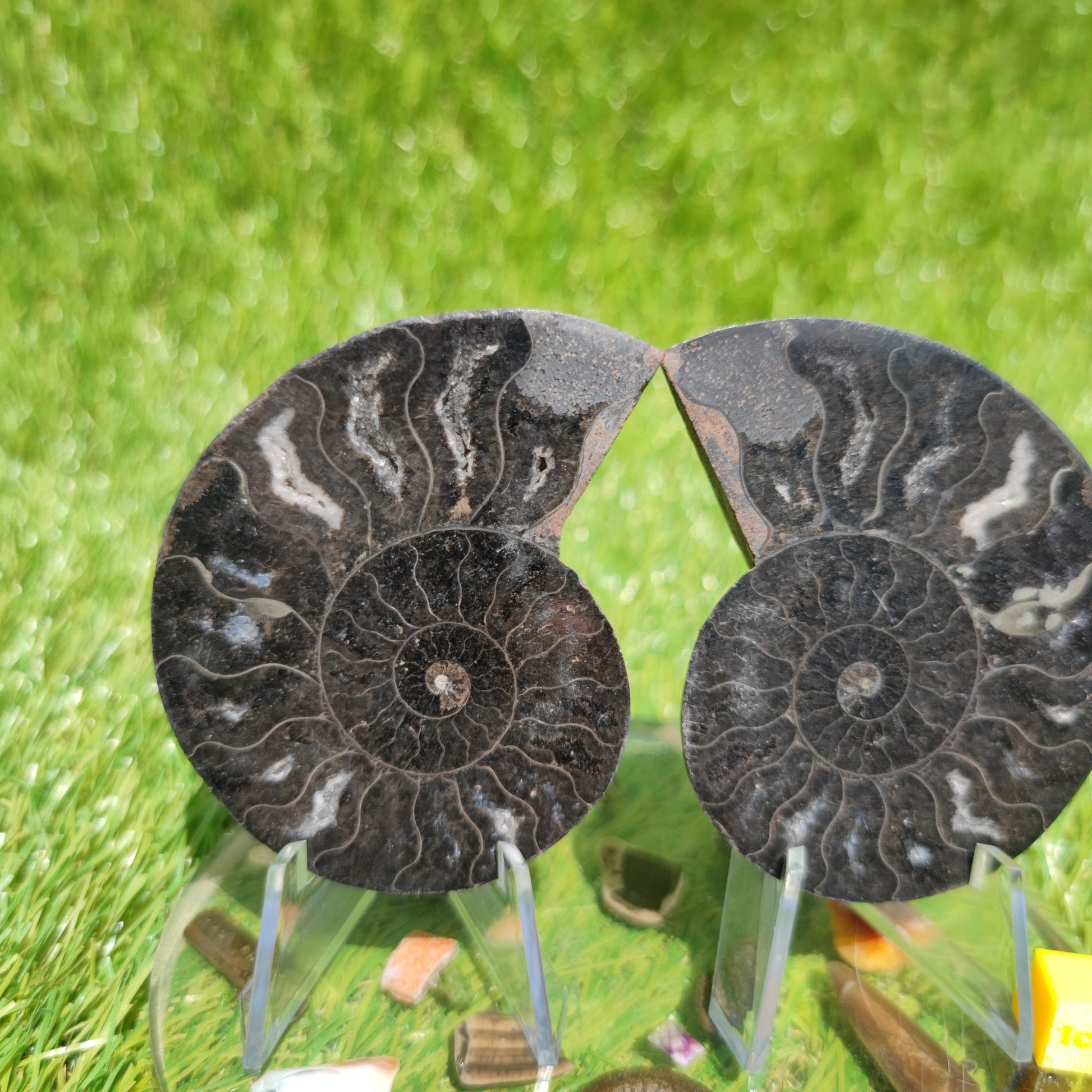 Madagascar cut and polished ammonite - North Yorkshire Fossils