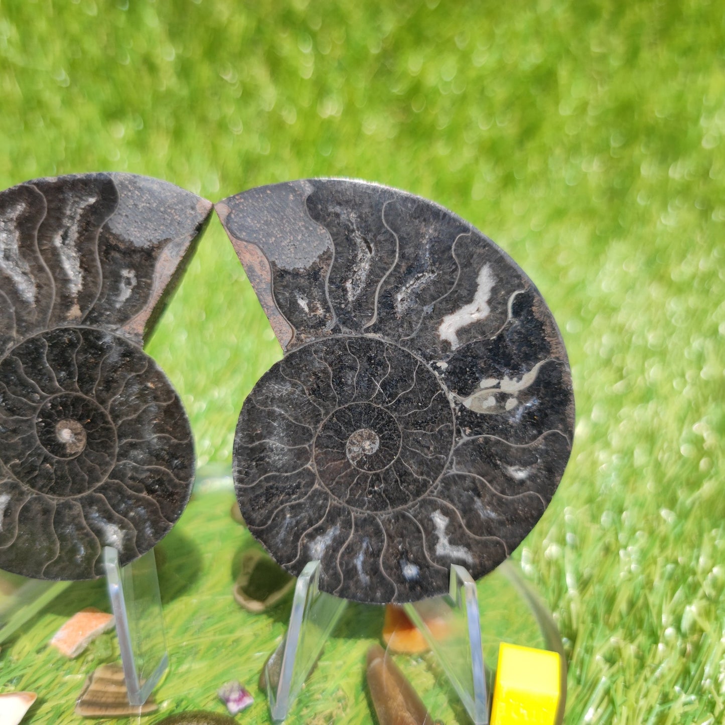 Madagascar cut and polished ammonite - North Yorkshire Fossils