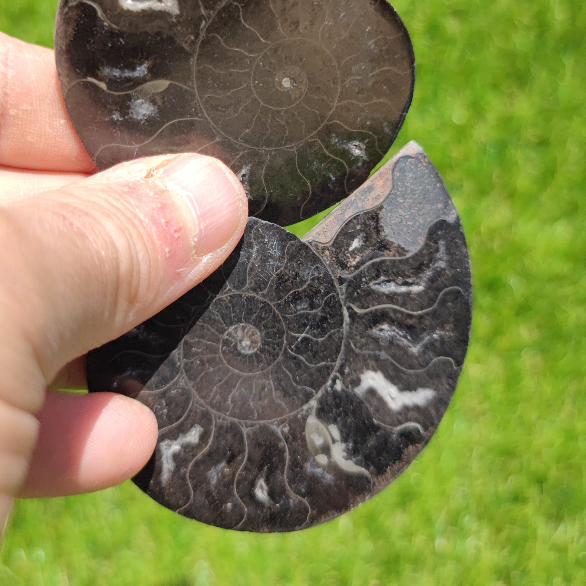 Madagascar cut and polished ammonite - North Yorkshire Fossils